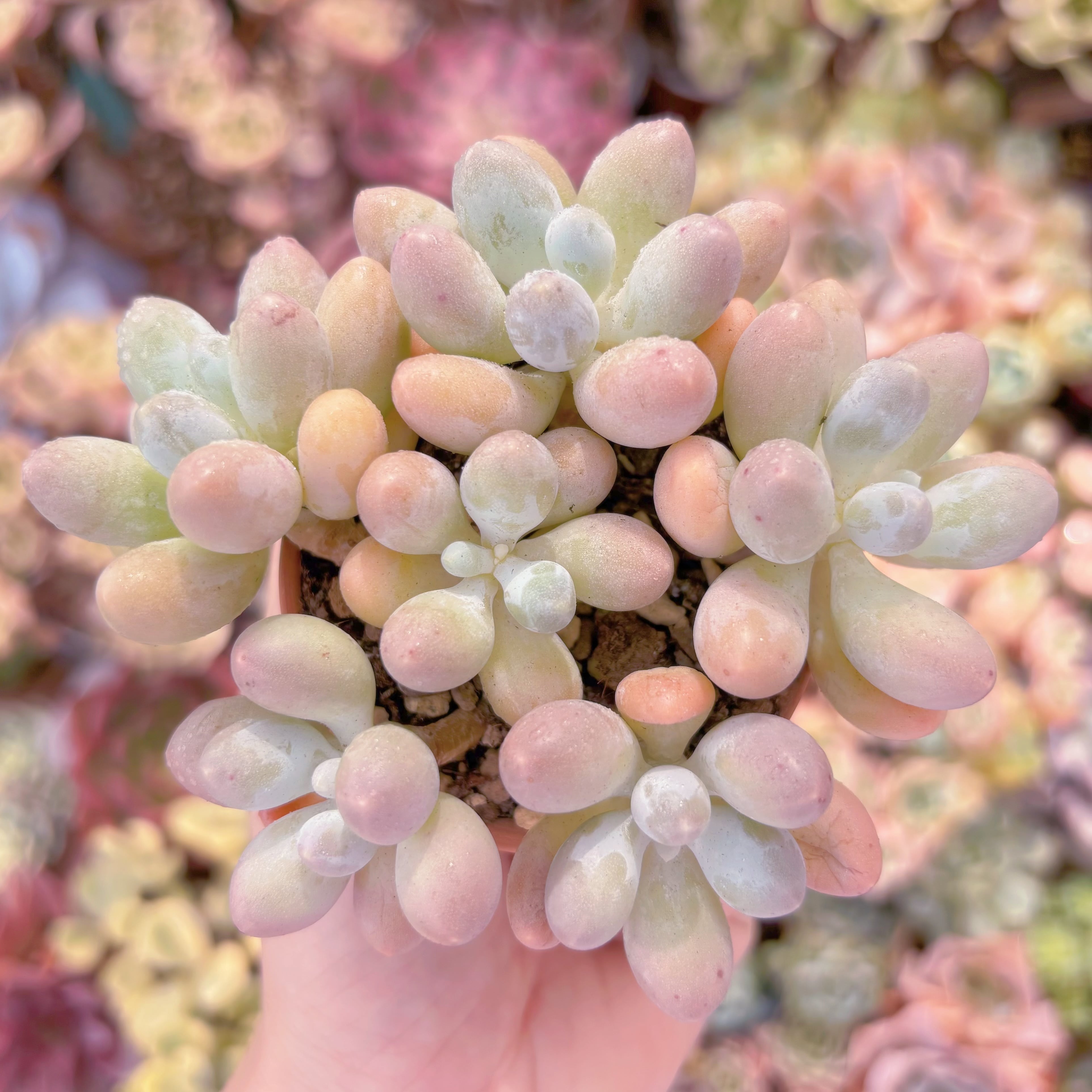 多肉植物　湯園チーズ(6頭)　新入荷　るる農園