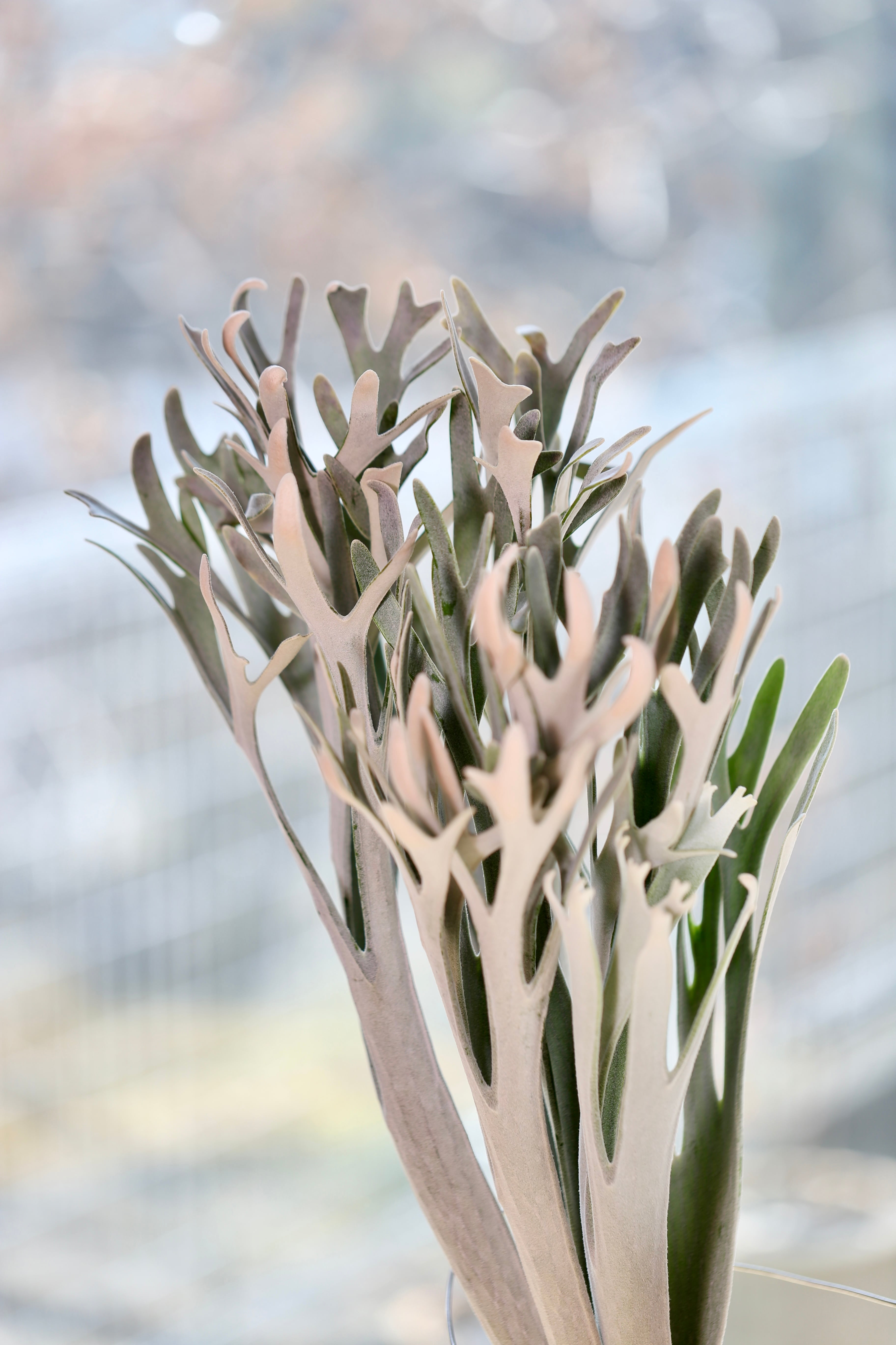 Snowqueen F307 Elsa OC Pups | P.P.Green 