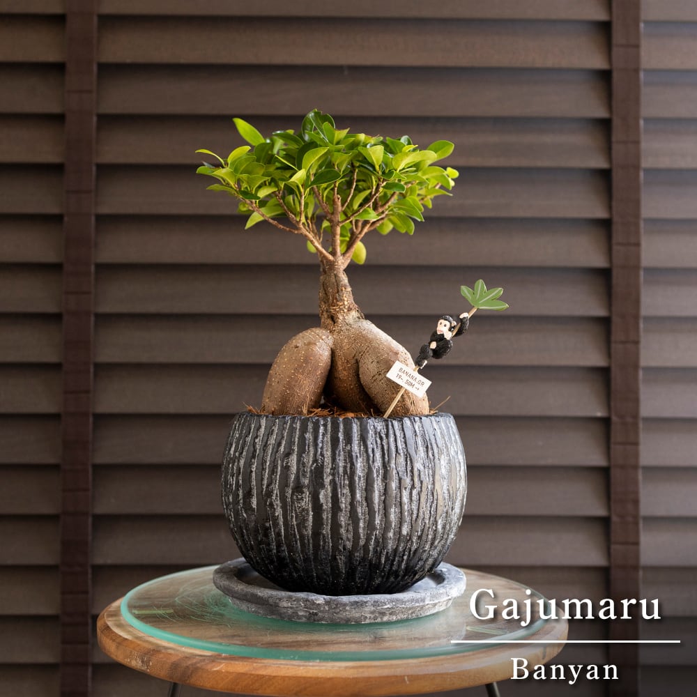 ガジュマルの木 5号 陶器鉢 観葉植物 ガジュマル 多幸の木 ピック付 0613BK-1