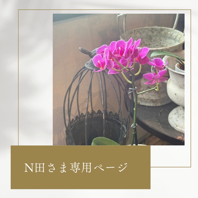 N田さま専用ページ:マイクロ胡蝶蘭c　室内に飾る　育てやすい｜ピンクお花　手間がかからない　