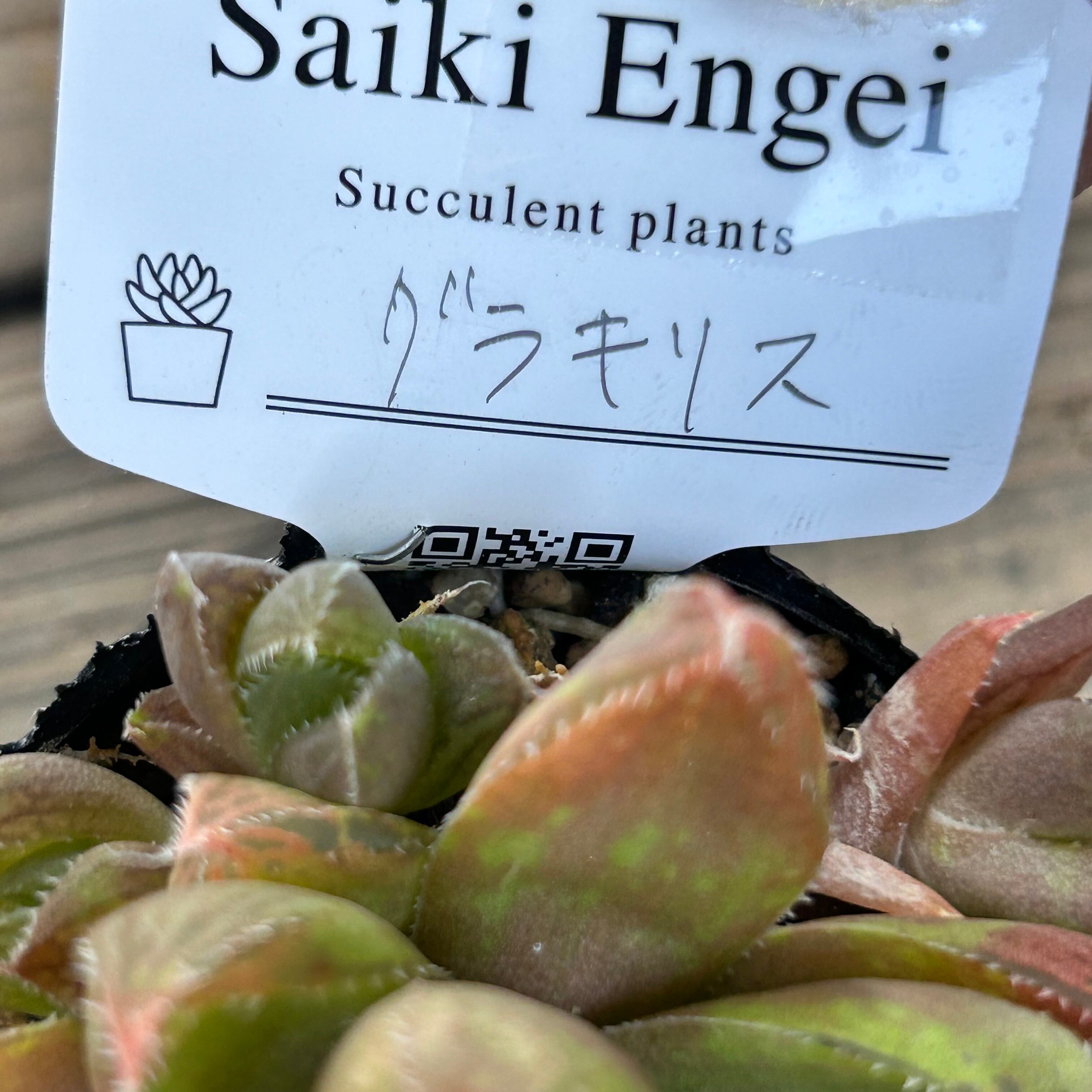グラキリス ハオルチア | RuPo 多肉植物専門店