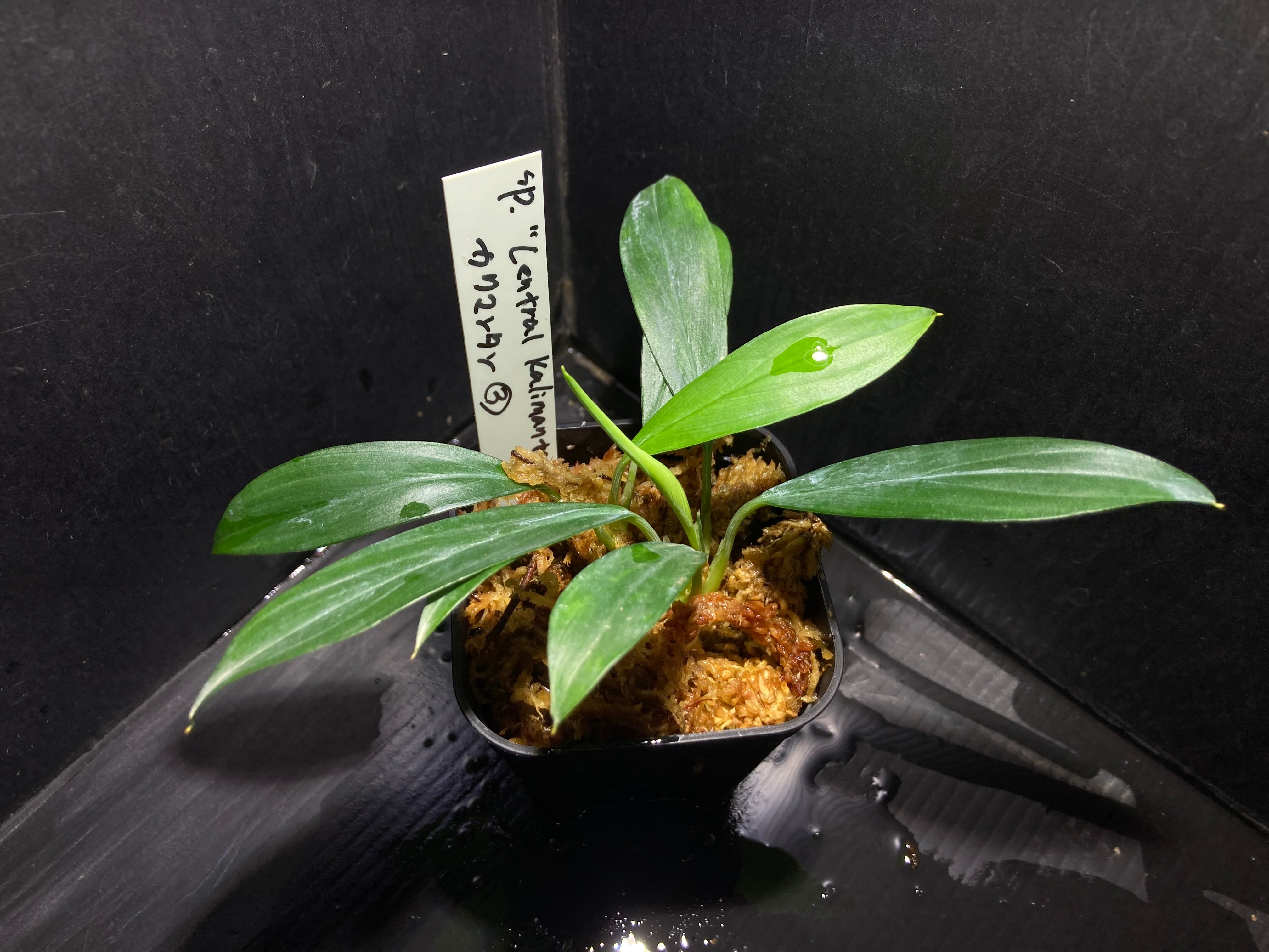 Homalomena sp. Mamasa 