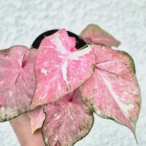 《Caladium Hybrid 》カラジウム ハイブリッド 観葉植物 葉色 アロイド