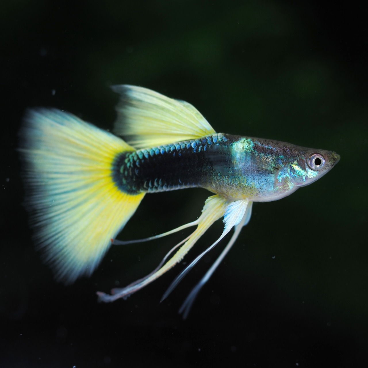 【専用】Taxiリボン　若魚1カルテット