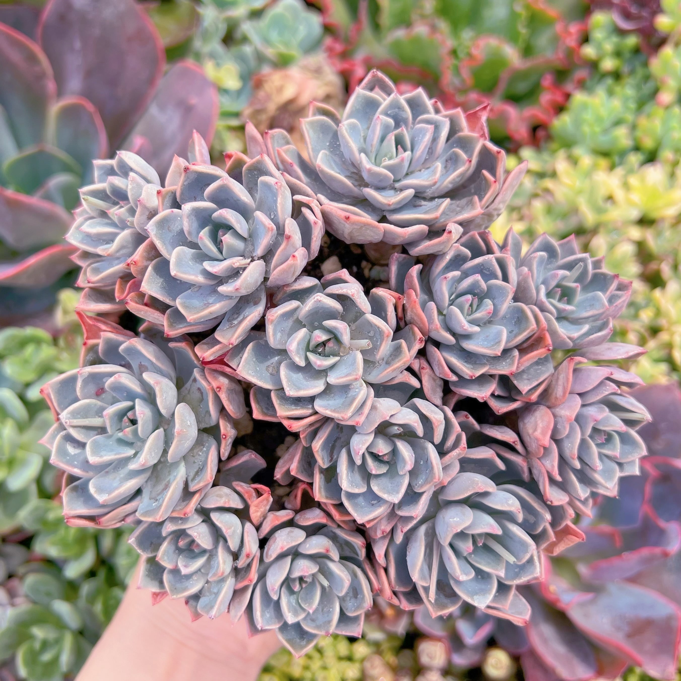 現品　Pretty in Pink#K436　大群生　るる農園