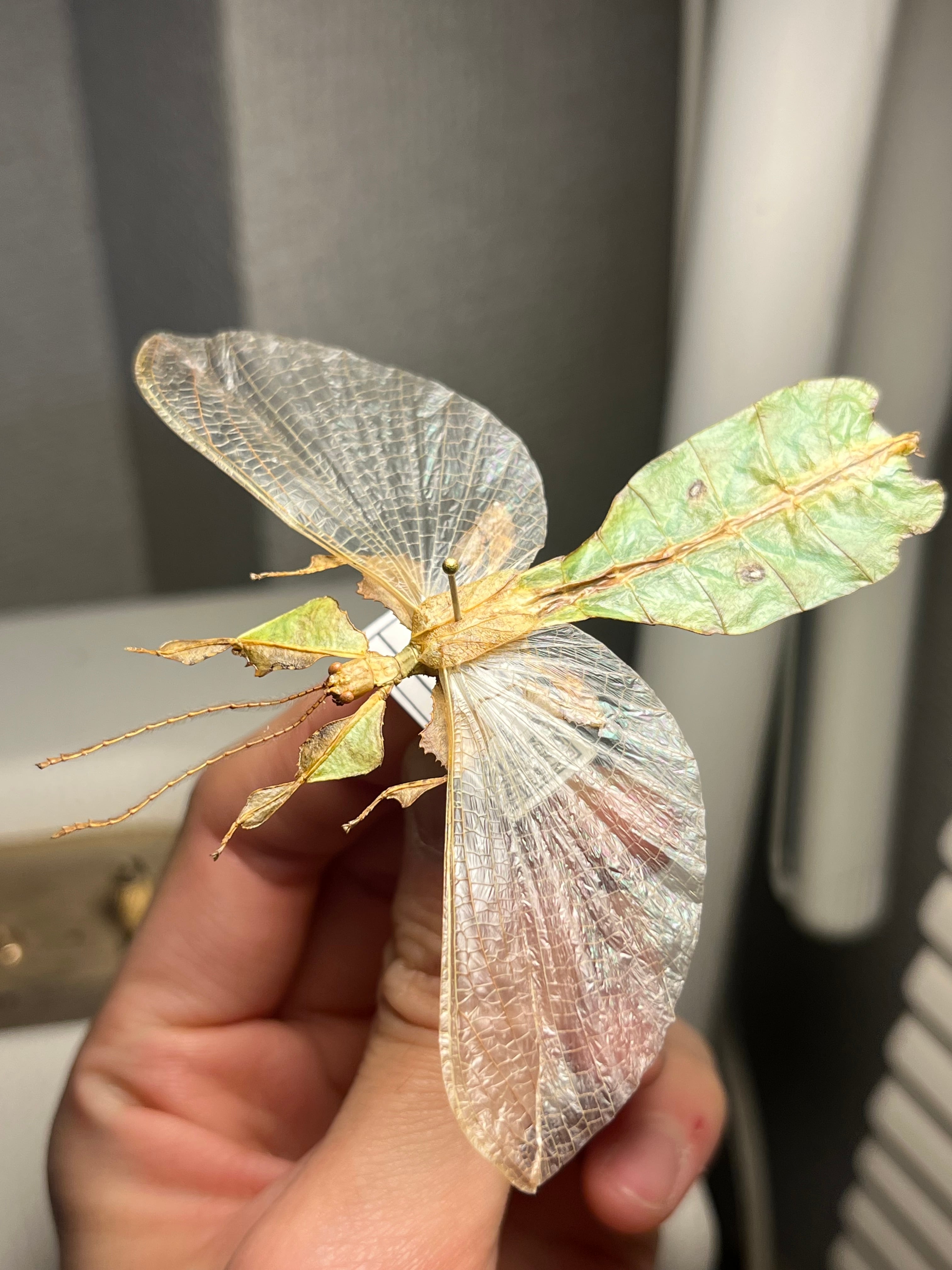 直翅類 | オモニキチュウ