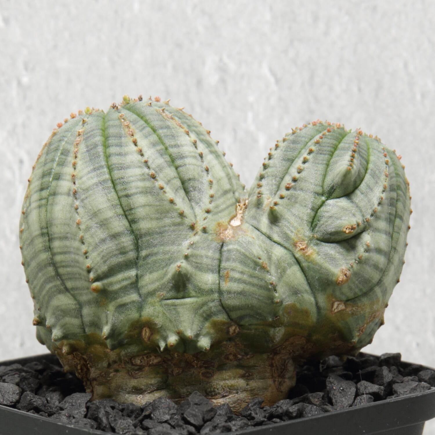 ユーフォルビア オベサ綴化カキコ ユーフォルビア オベサ 多頭 綴化 カキコ