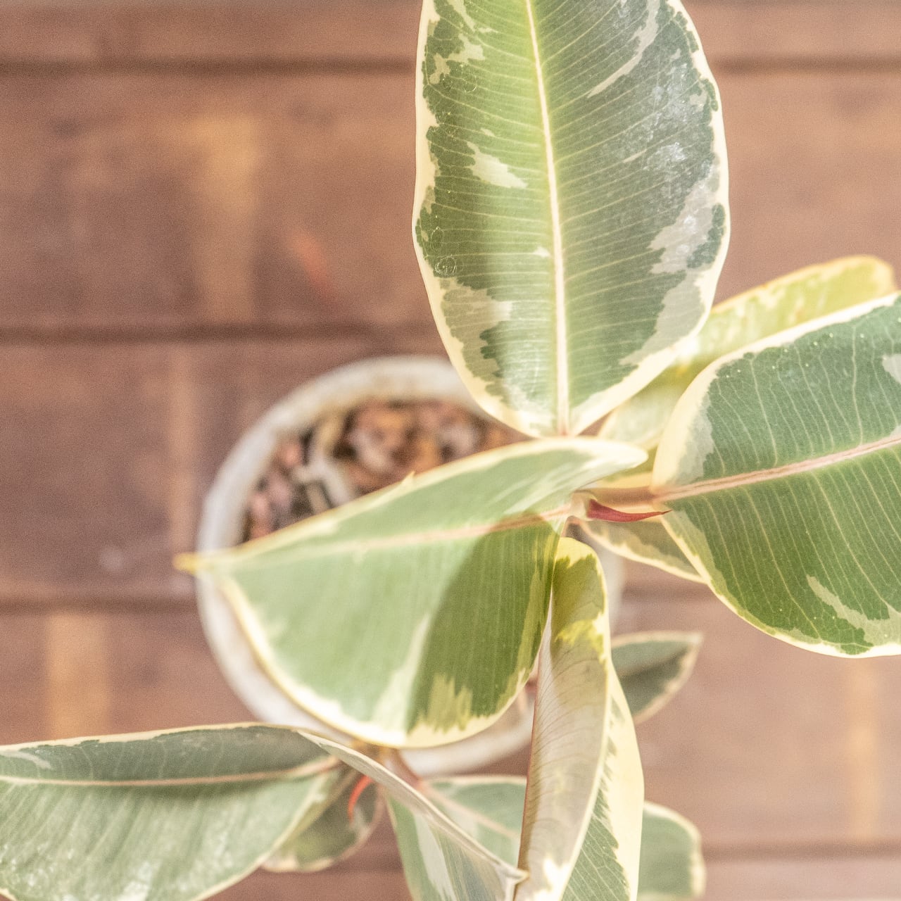 フィカス・ティネケ｜力強く伸びる気根と斑入り葉が美しい個性派インテリアグリーン｜レア株を楽しむ一点物｜手づくりモルタル鉢仕立て