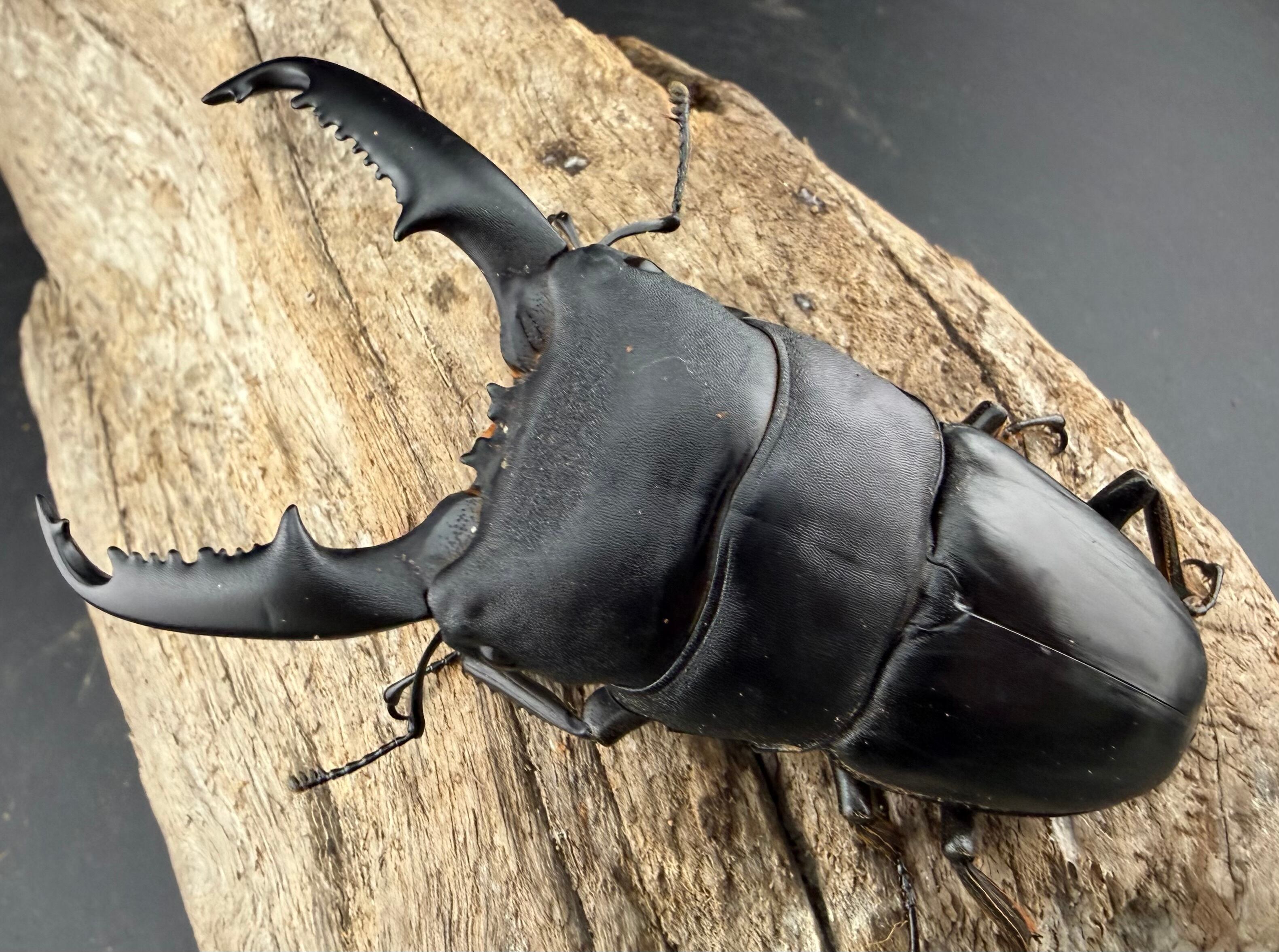 （期間限定格安）ネパレンシス　ペア ネパレンシス（ネパールコクワガタ） 初〜2令 幼虫 4頭セット》 | KPW