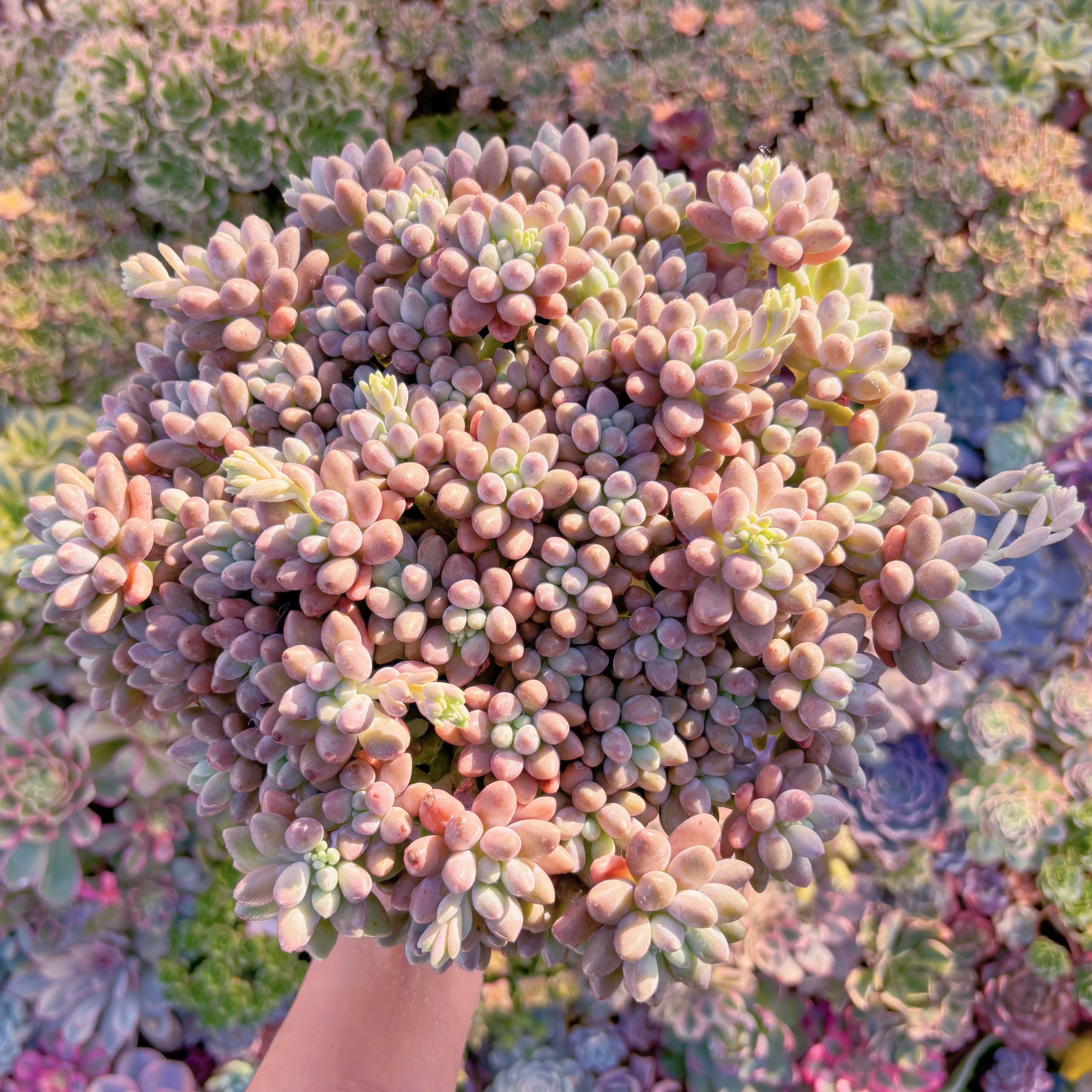 現品　エクスパトリマータxクレムネリア#A037　特特大群生約22cm   新入荷　るる農園