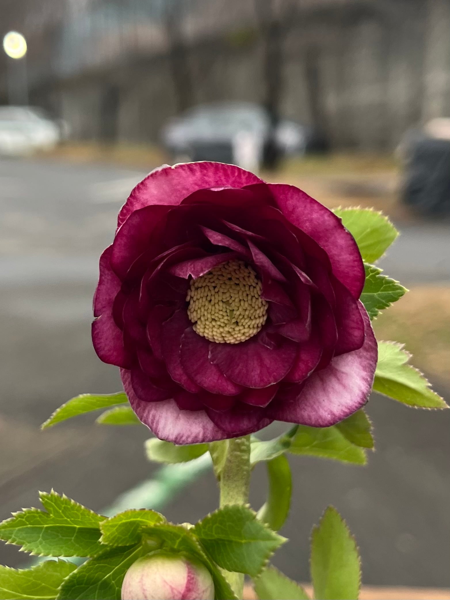 認定ピンクアフロディーテ グロス 加藤農園 クリスマスローズ【ka33