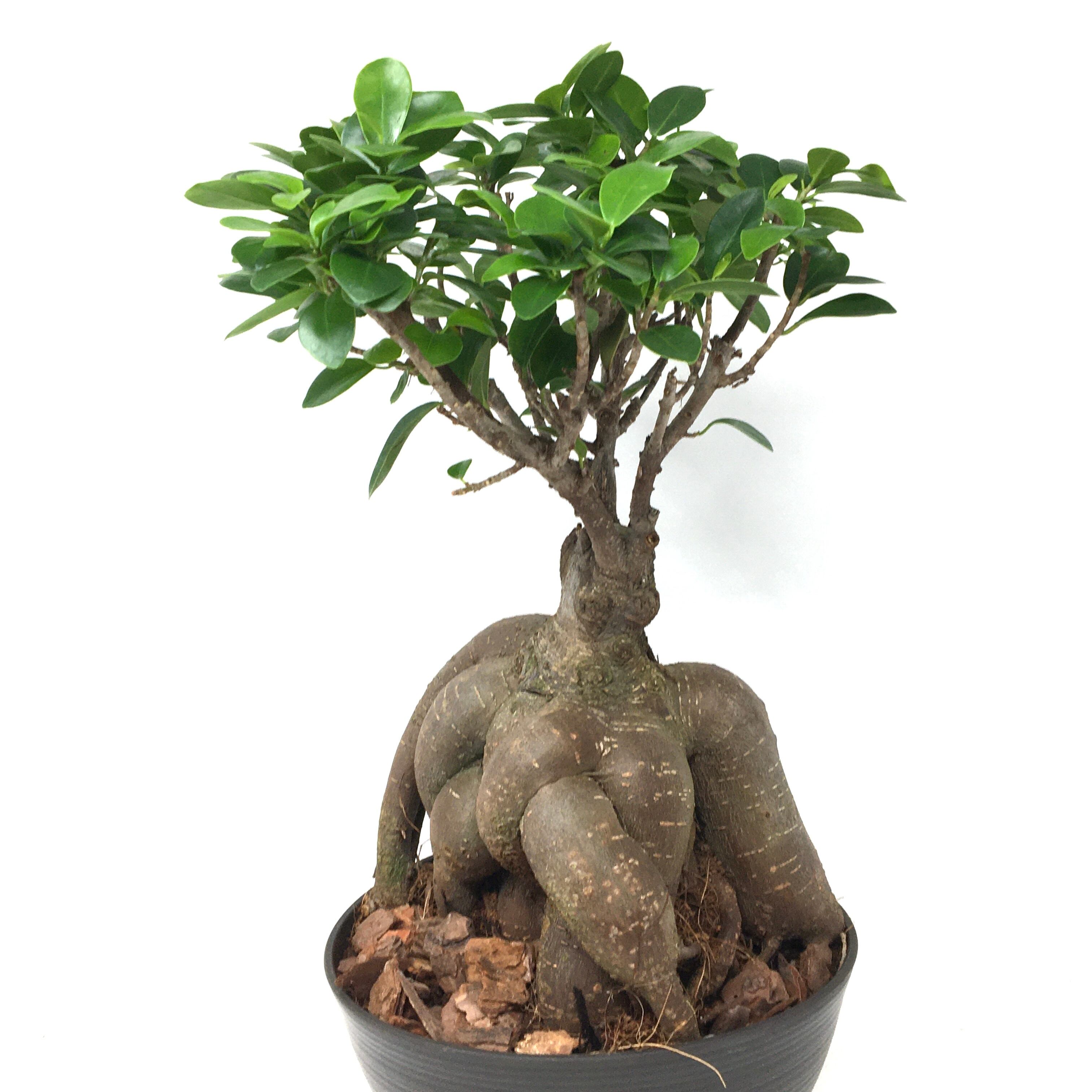 ✨✨✨superガジュマル【ジブリの世界】検/珍奇塊根植物/美株品 ✨✨✨superガジュマル 小品イボ幹【ジブリの世界】 - メルカリ