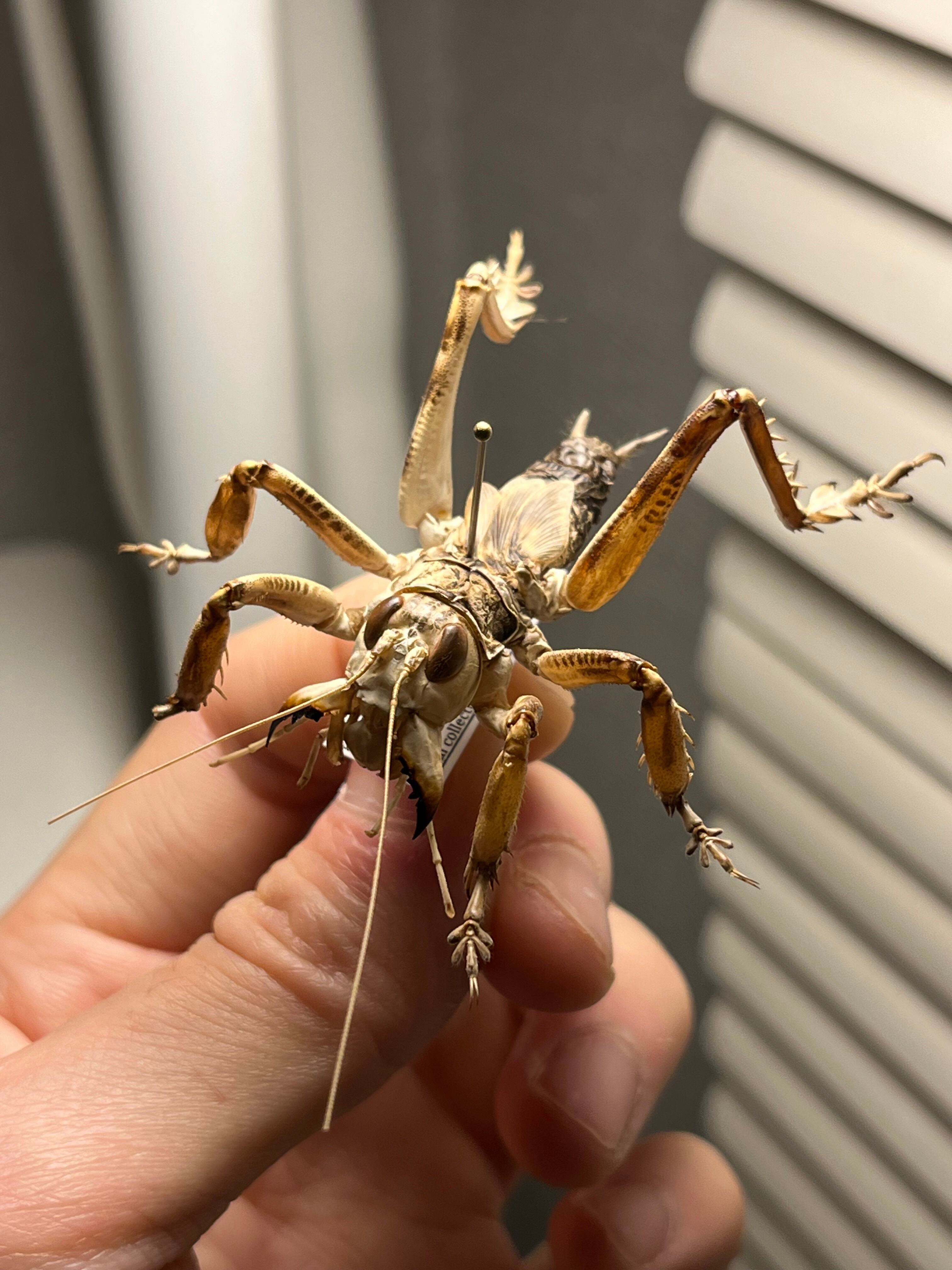 マキバネコロギス 昆虫標本バッタ キリギリスコロギスリオック直翅類