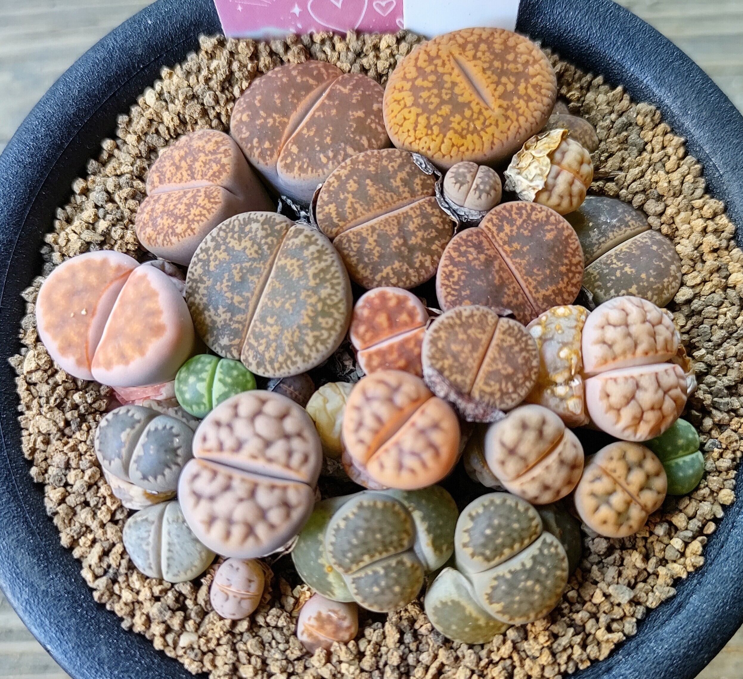 リトープス　種子　大量　まとめて リトープス種子大量まとめて