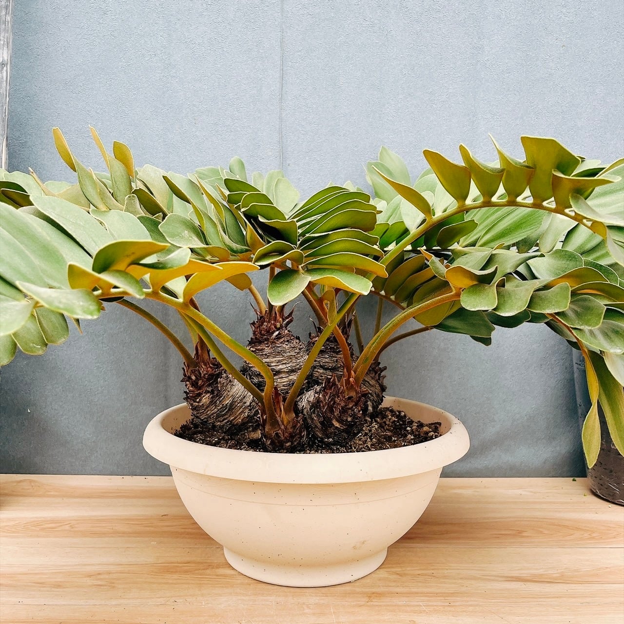 現品］26番 アスプレニウム オオタニワタリ 観葉植物 室内 おしゃれ
