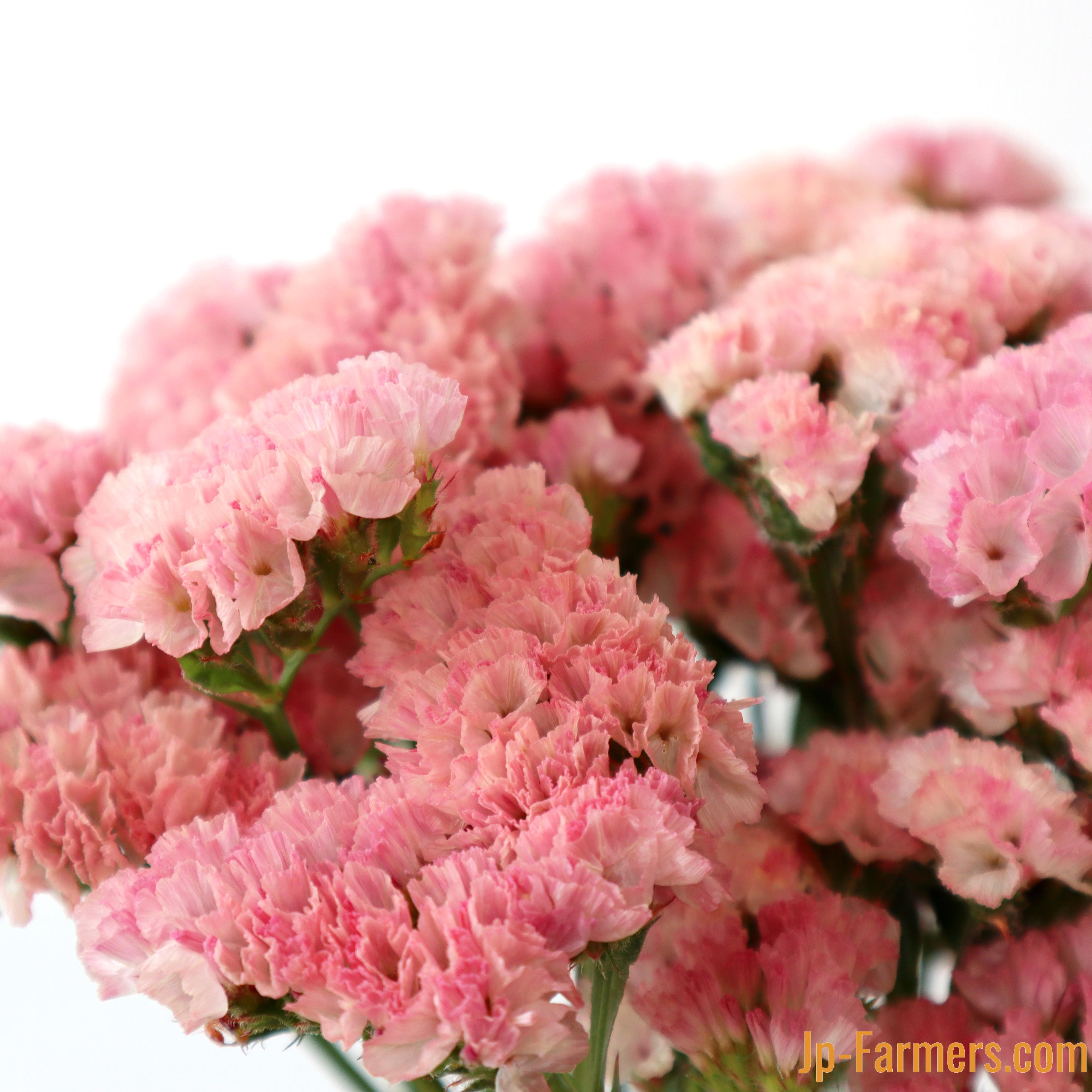 宮本さんのスターチス 色鉛筆のような絶妙カラーmix 30本（3色