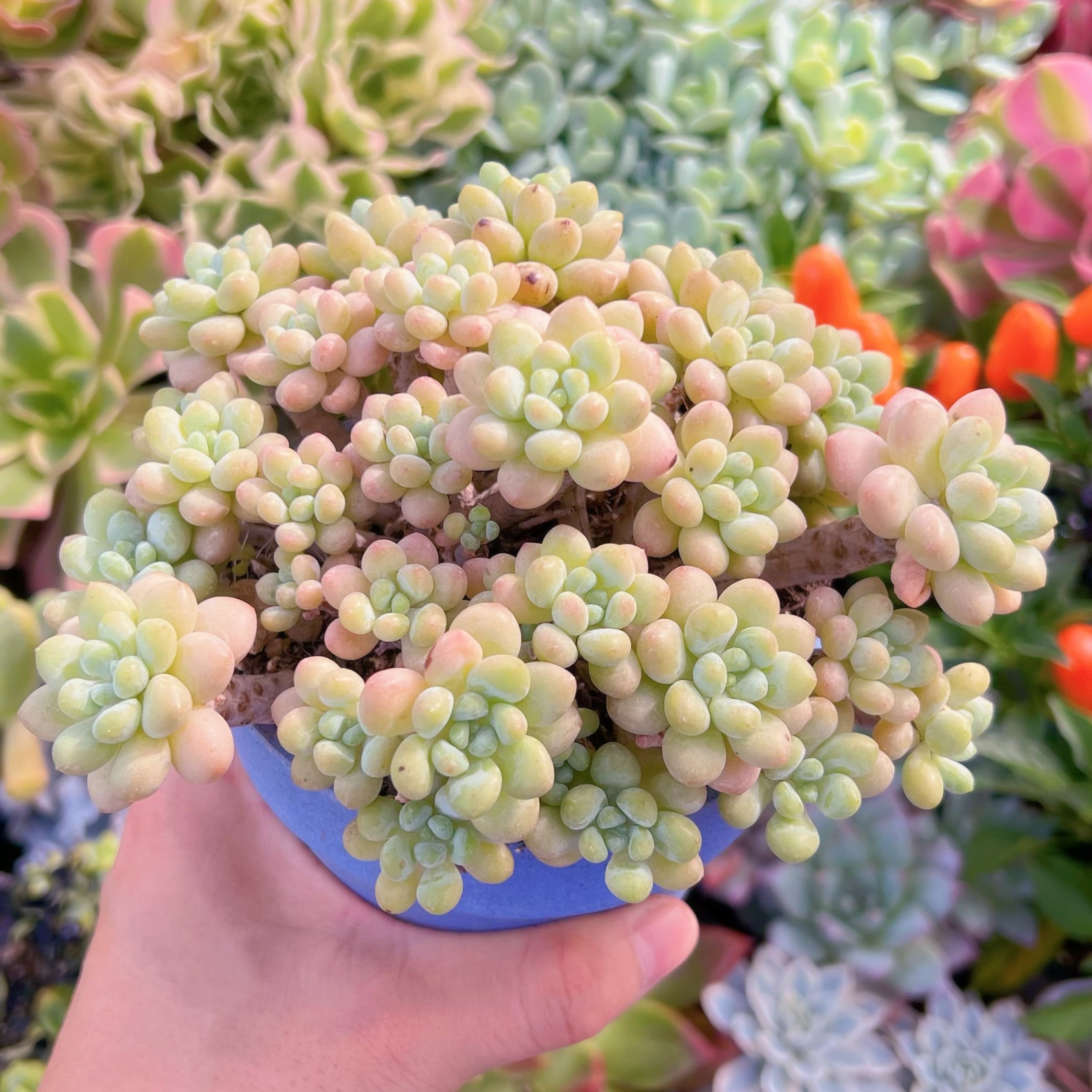 現物　ストロベリーミルク#607   るる農園