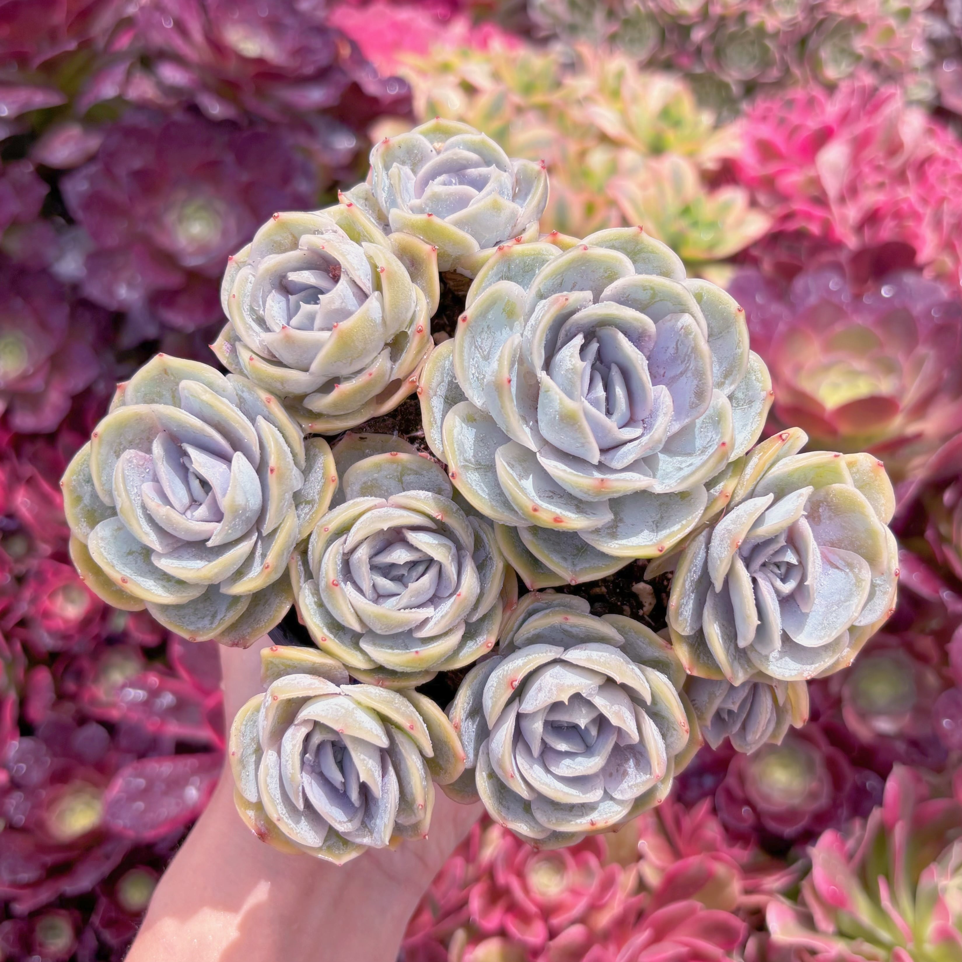 現品　ブルーサプライズ#K467　大群生　新入荷　るる農園