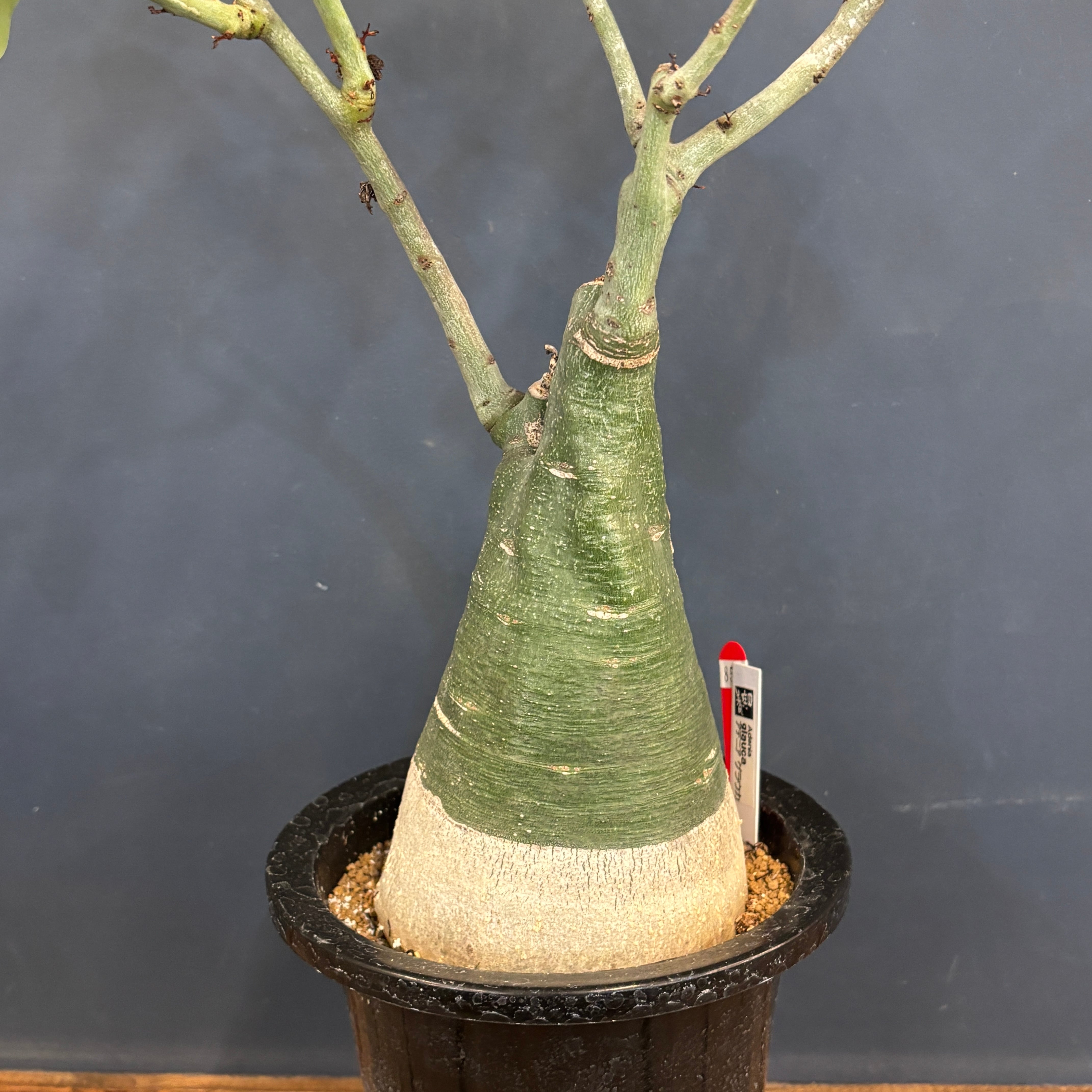 アデニア グラウカ【850】 | PROTOLEAF プロトリーフ