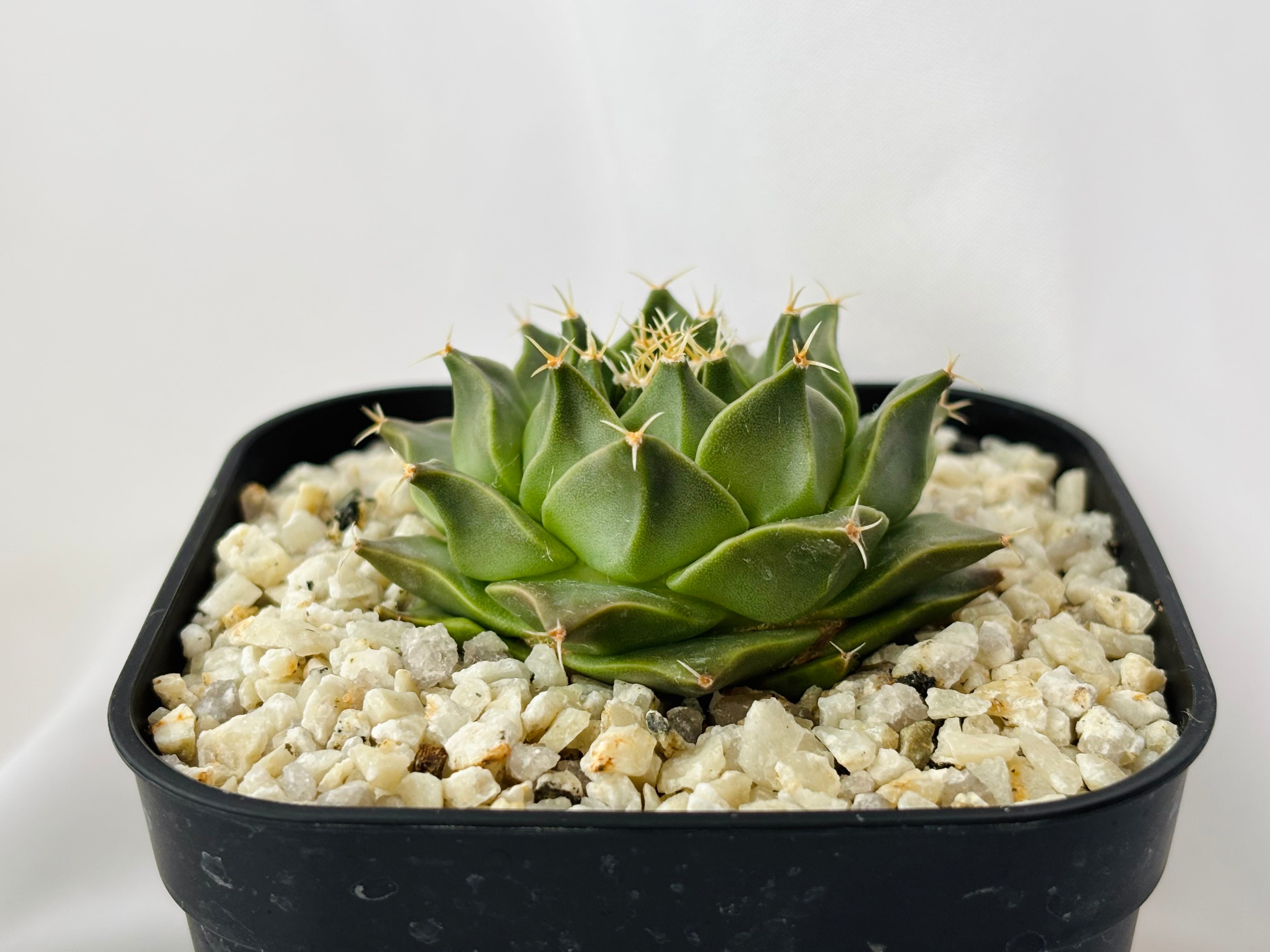 Obregonia denegrii オブレゴニア 帝冠 サボテン | plants MARU