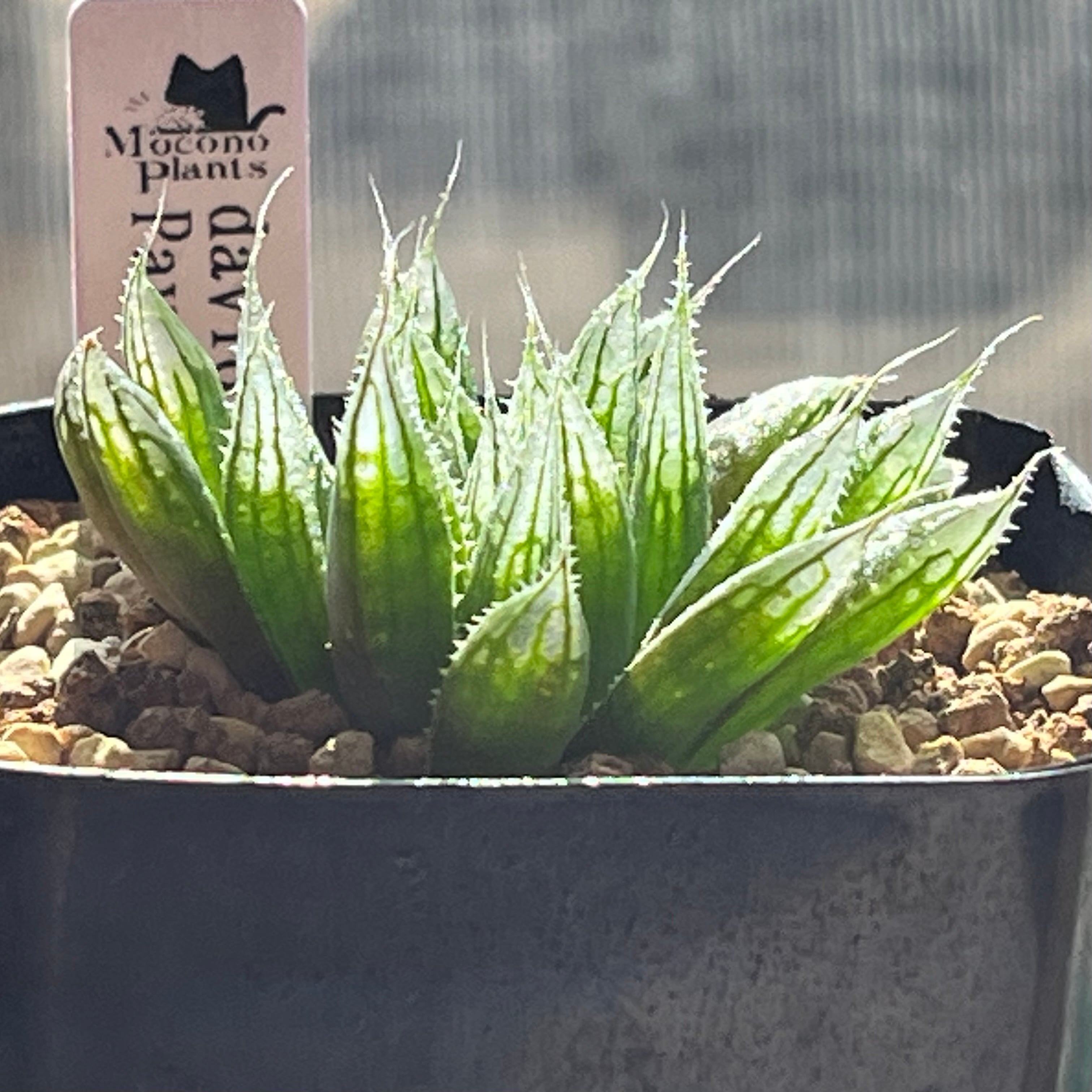 ハオルチア 原種 ダビディ IB06970 Payne's Hill | mocono_plants