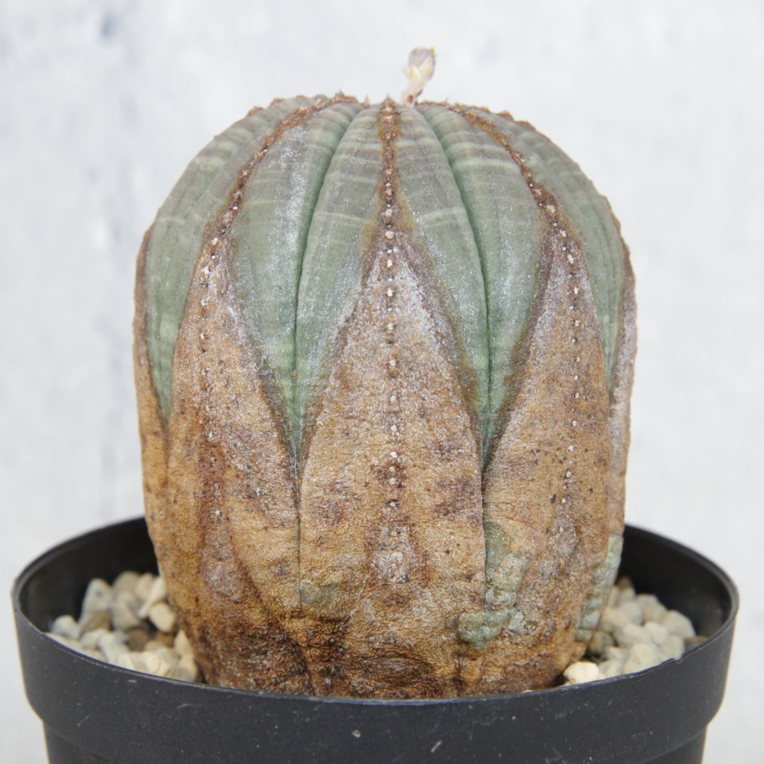 オス株 超美模様 木質化 マイクロ オベサ / ユーフォルビア