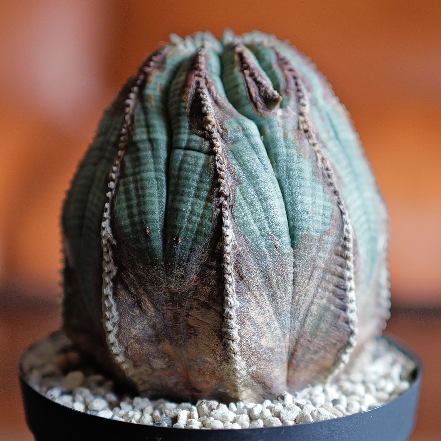 RETAKE 木質化 オベサ / ユーフォルビア