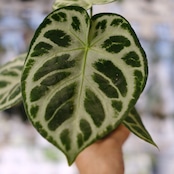 アンスリウム ドラヤキ × シルバーブラッシュ / Anthurium Dorayaki × Anthurium Silver brush⑰/ 観葉植物<育て方・花言葉>