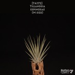 【送料無料】espinosae〔エアプランツ〕現品発送T4172