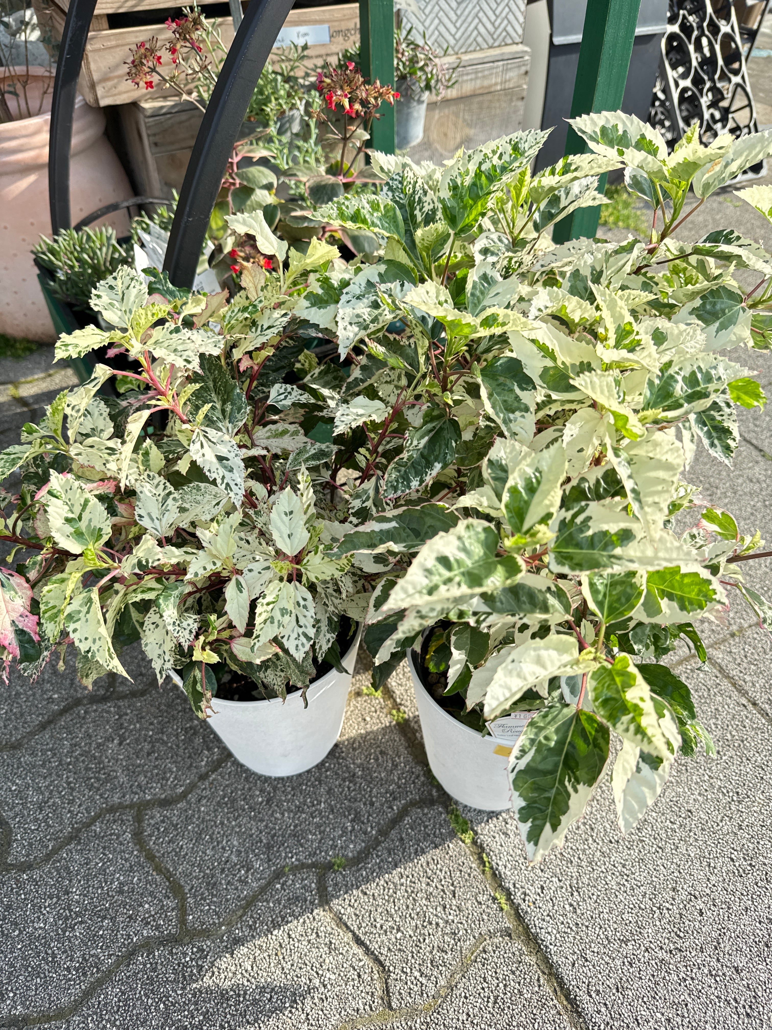 Gardenえん 【観葉熱帯植物】