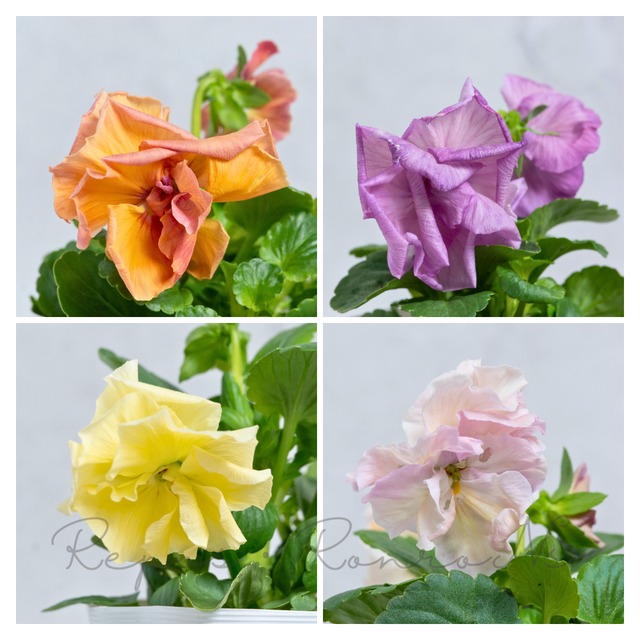 パンジー：はごろも咲き ベール（3.5号）米本園芸　オリジナル　希少　八重咲き　変わり咲き　ガーデン　寄せ植え　耐寒性　初心者　