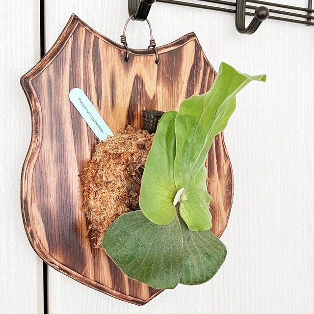 ビカクシダ エレファントティス 子株 板付 【観葉植物 壁掛け コウモリラン】