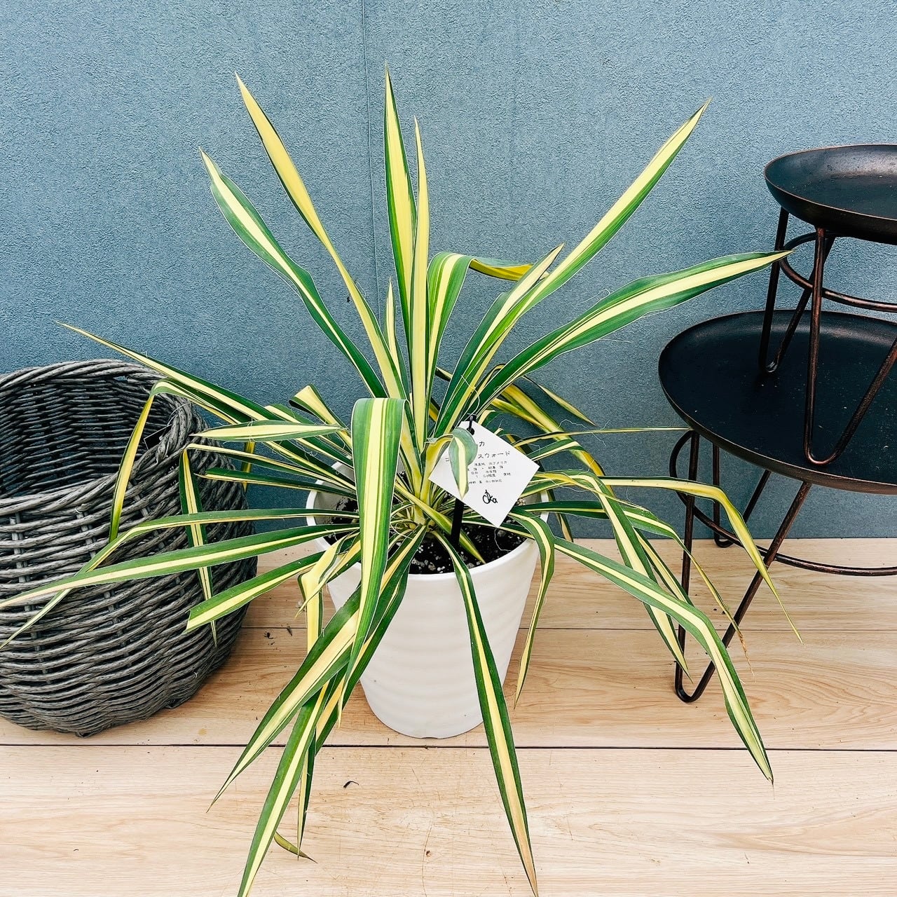 現品］19番 マドカズラ ミント 斑入り 7号 観葉植物 室内 かわいい