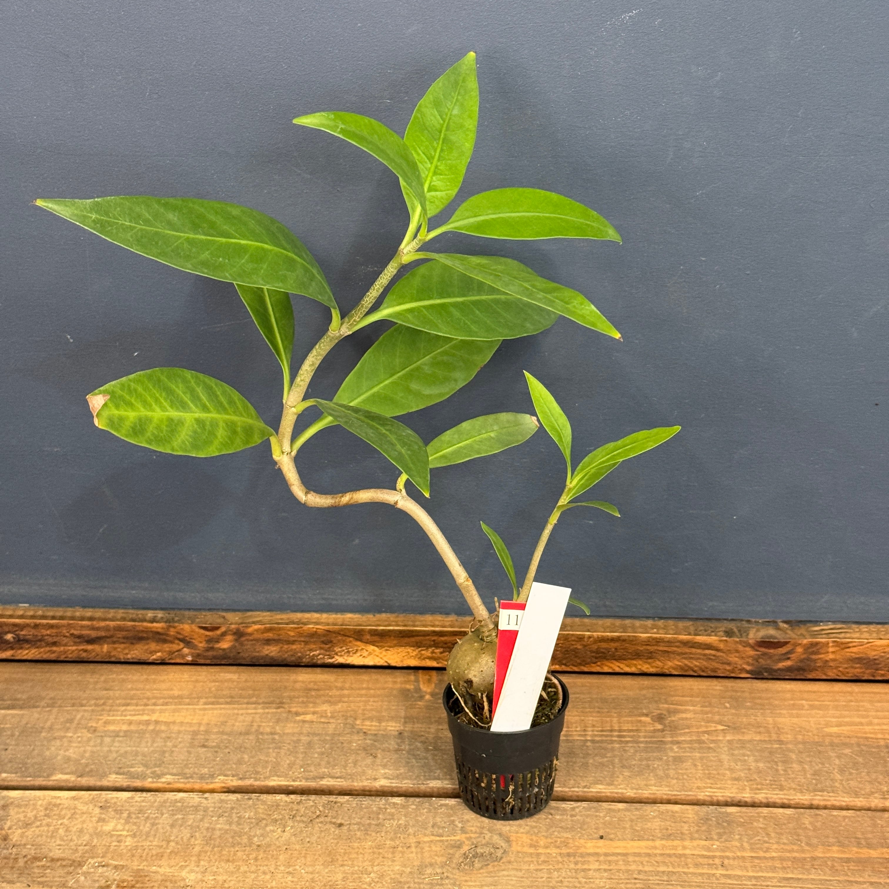 クリアランス】Hydnophytum cf. lauterbachii Siuthern Nabire