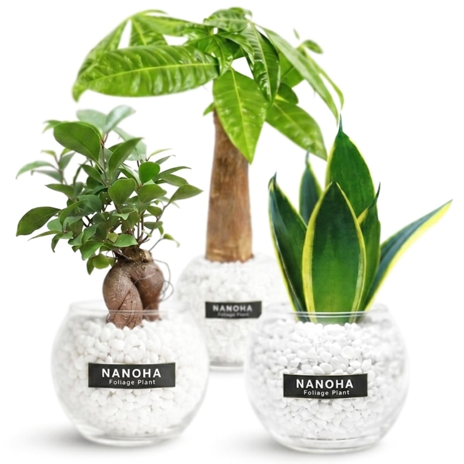 観葉植物まとめ買い問い合わせ グリーンアドバイザー監修】初心者でも育てやすい観葉植物2026年最新