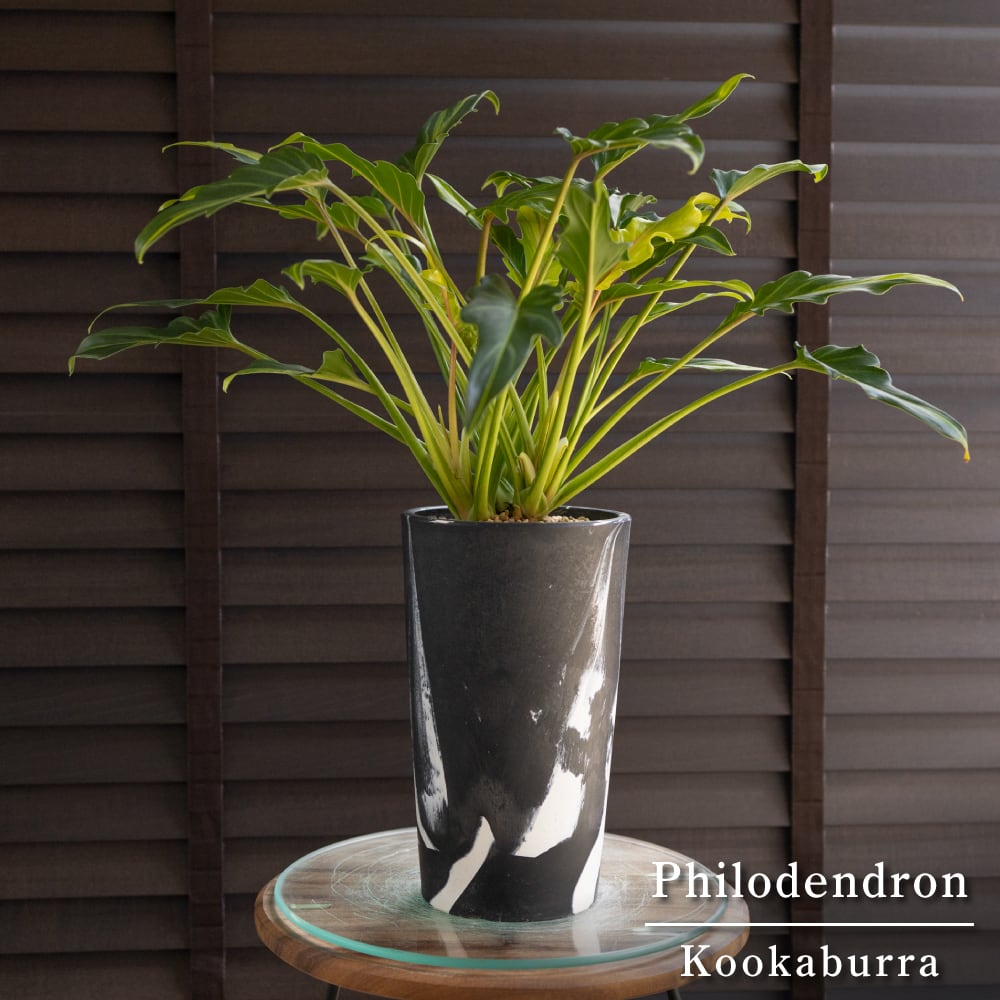 斑入り クッカバラ ライム Philodendron Kookaburra フィロデンドロン