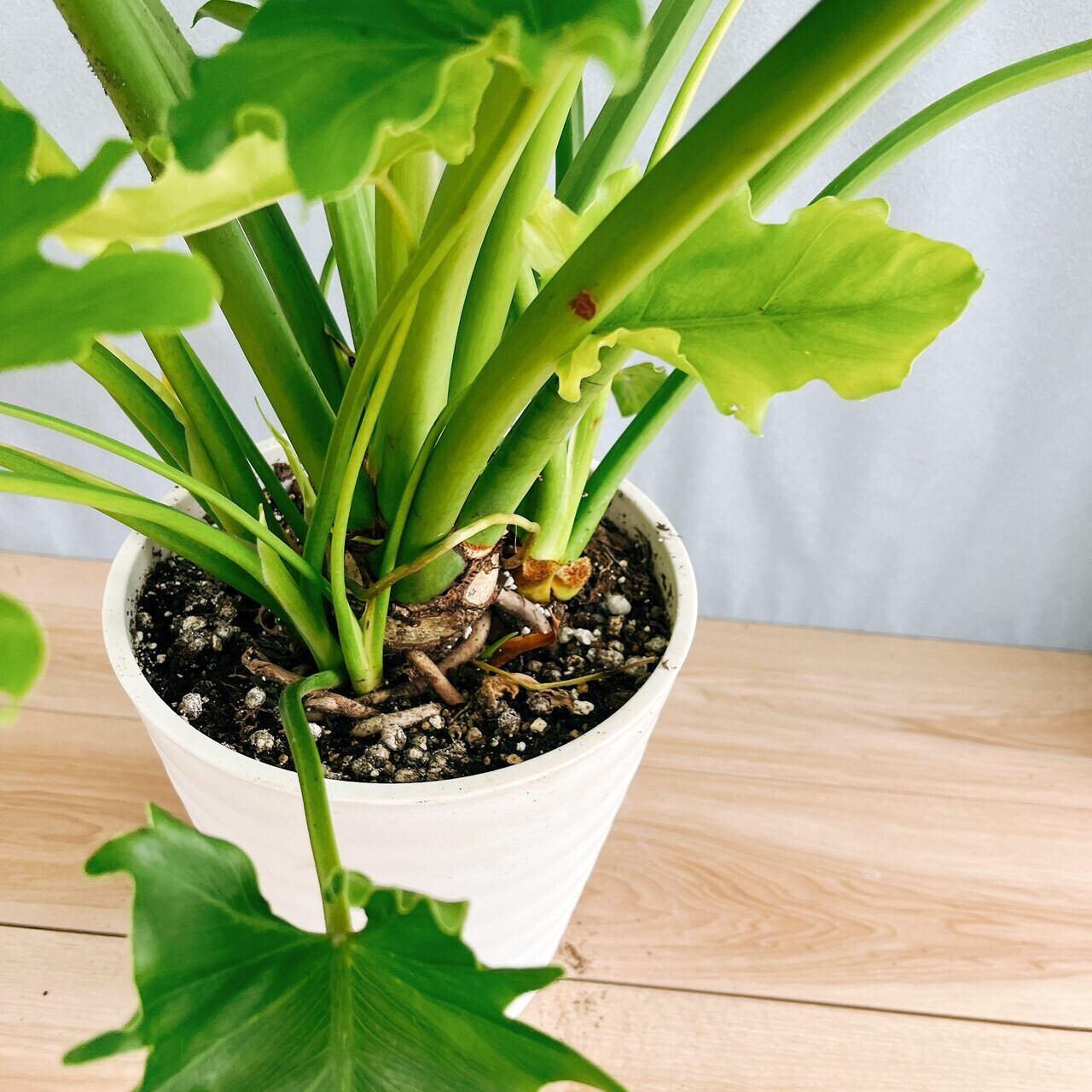 現品］13番 フィロデンドロン セローム ホープ 10号 観葉植物 室内