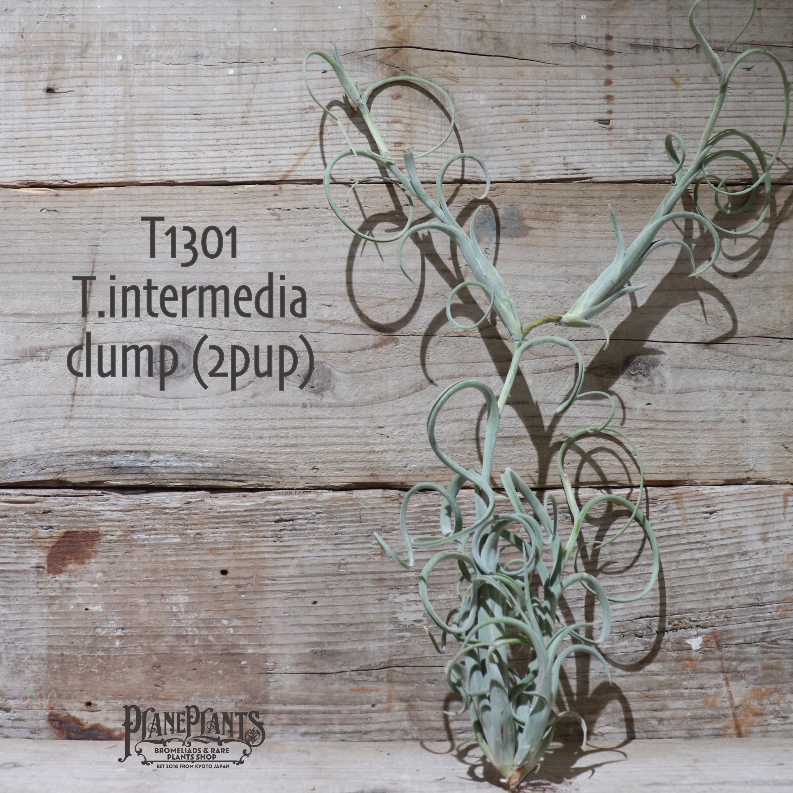 【送料無料】インターメディア クランプ (2pup) 〔エアプランツ〕現品発送T1301