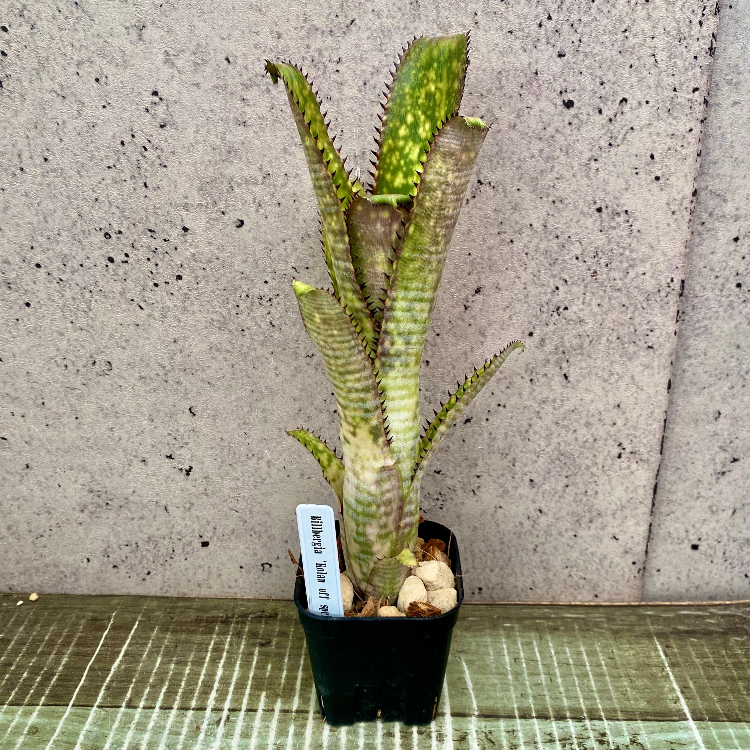 タンクブロメリア　ビルベルギア　『Kolan Offspring』 タンクブロメリア ビルベルギア 『Kolan Offspring』