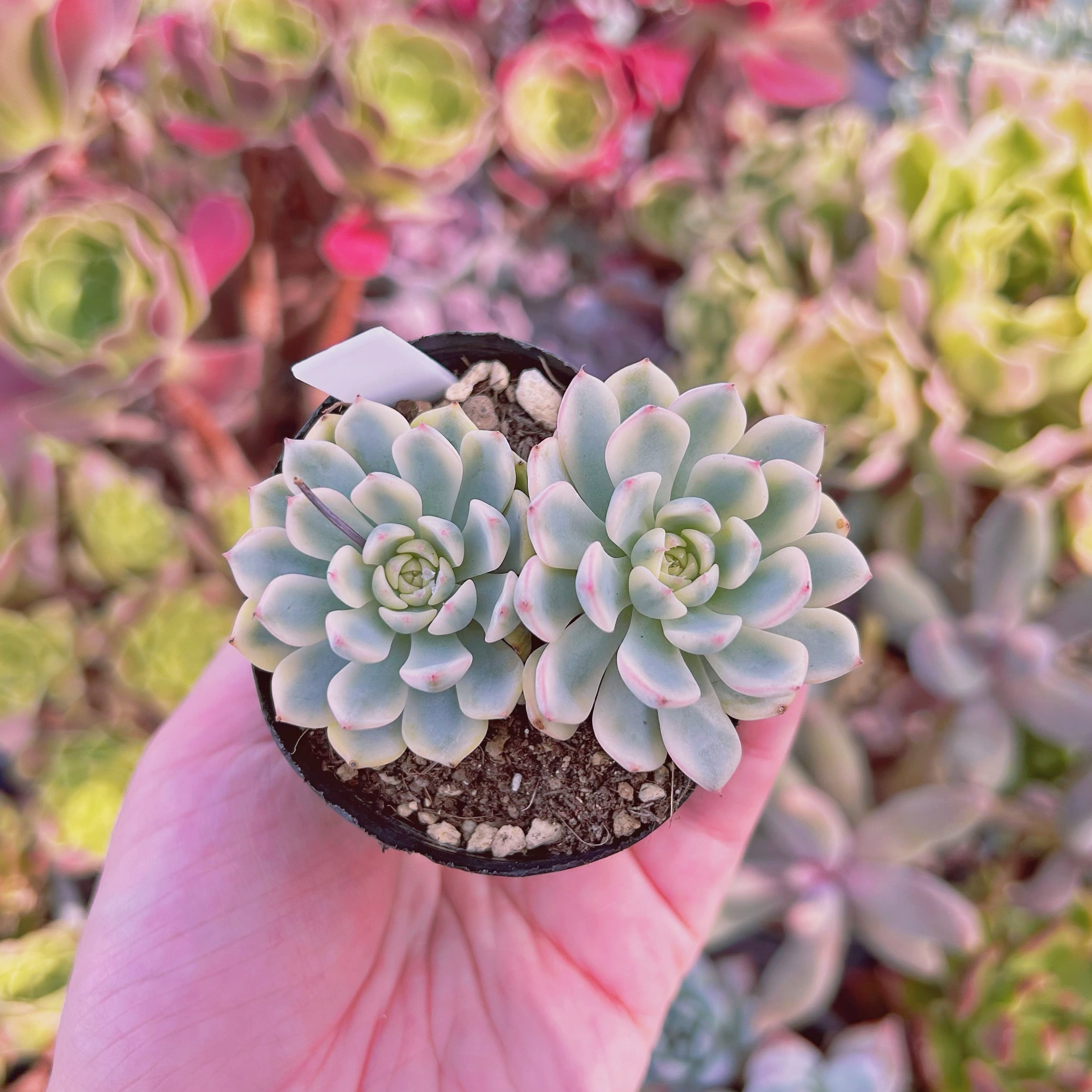 現物　多肉植物　ホワイトミニマ　抜き苗