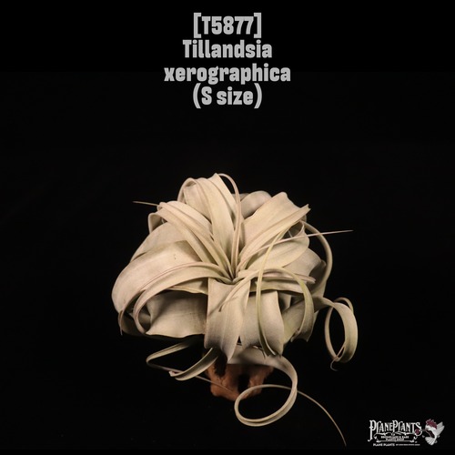 Tillandsia xerographica S〔ティランジア〕T5877