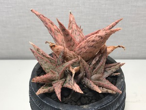 アロエ ピンクブラッシュ