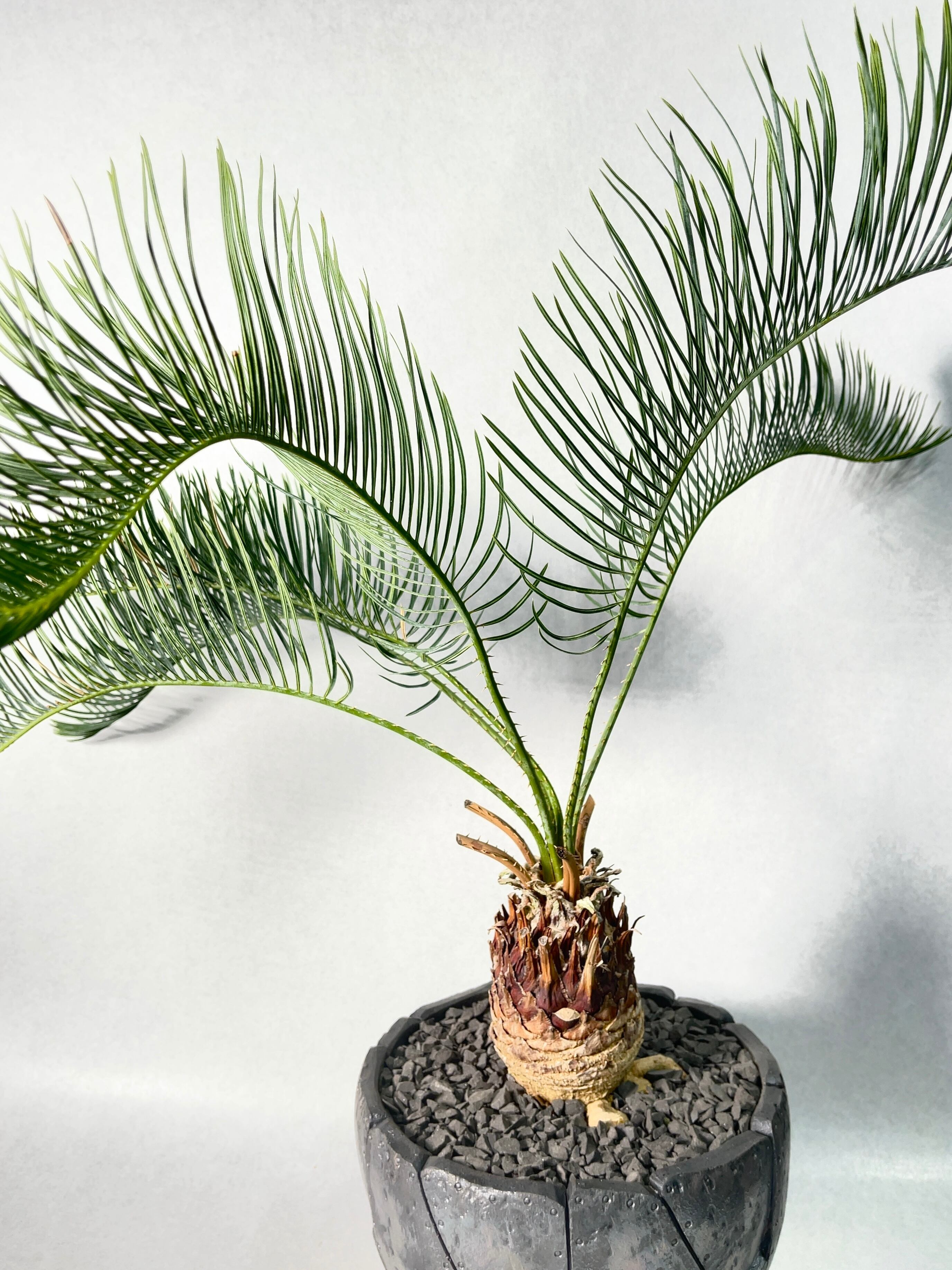 サイカス・カイルンシアナ | trigger