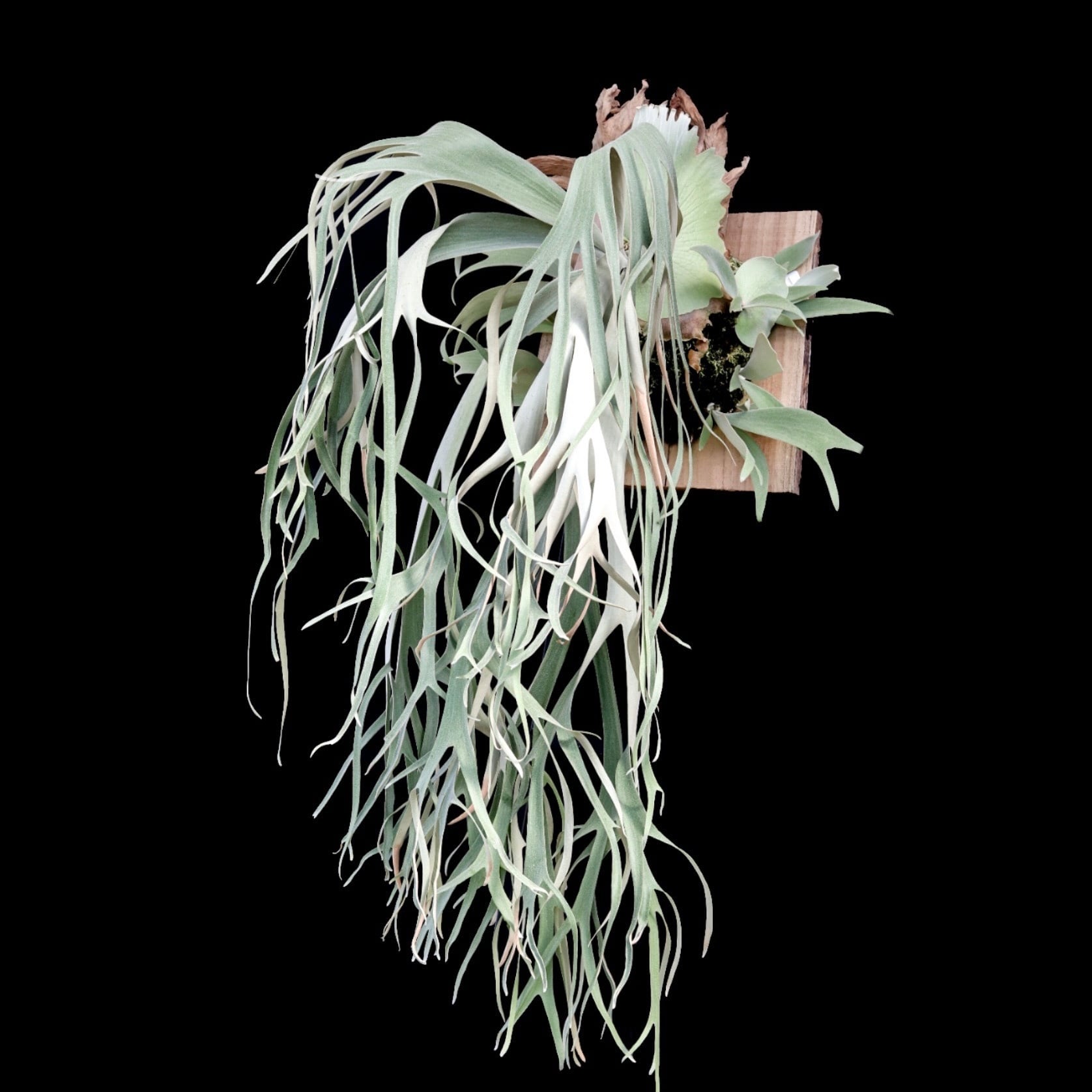 P. willinckii Werin #3 (pup) | naturefix