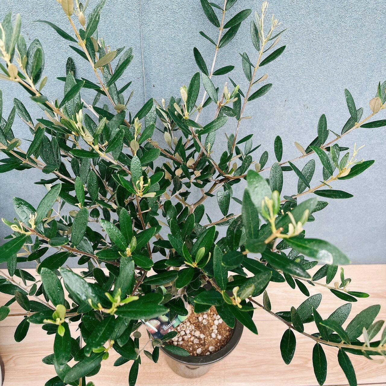 現品］82番 創樹 オリーブ ミッション 6号 観葉植物 ベランダ SOUJU