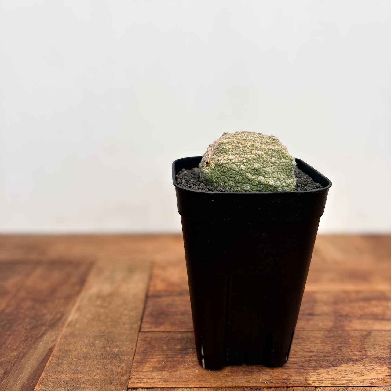 Pseudolithos cubiformis【プセウドリトス・クビフォルミス】