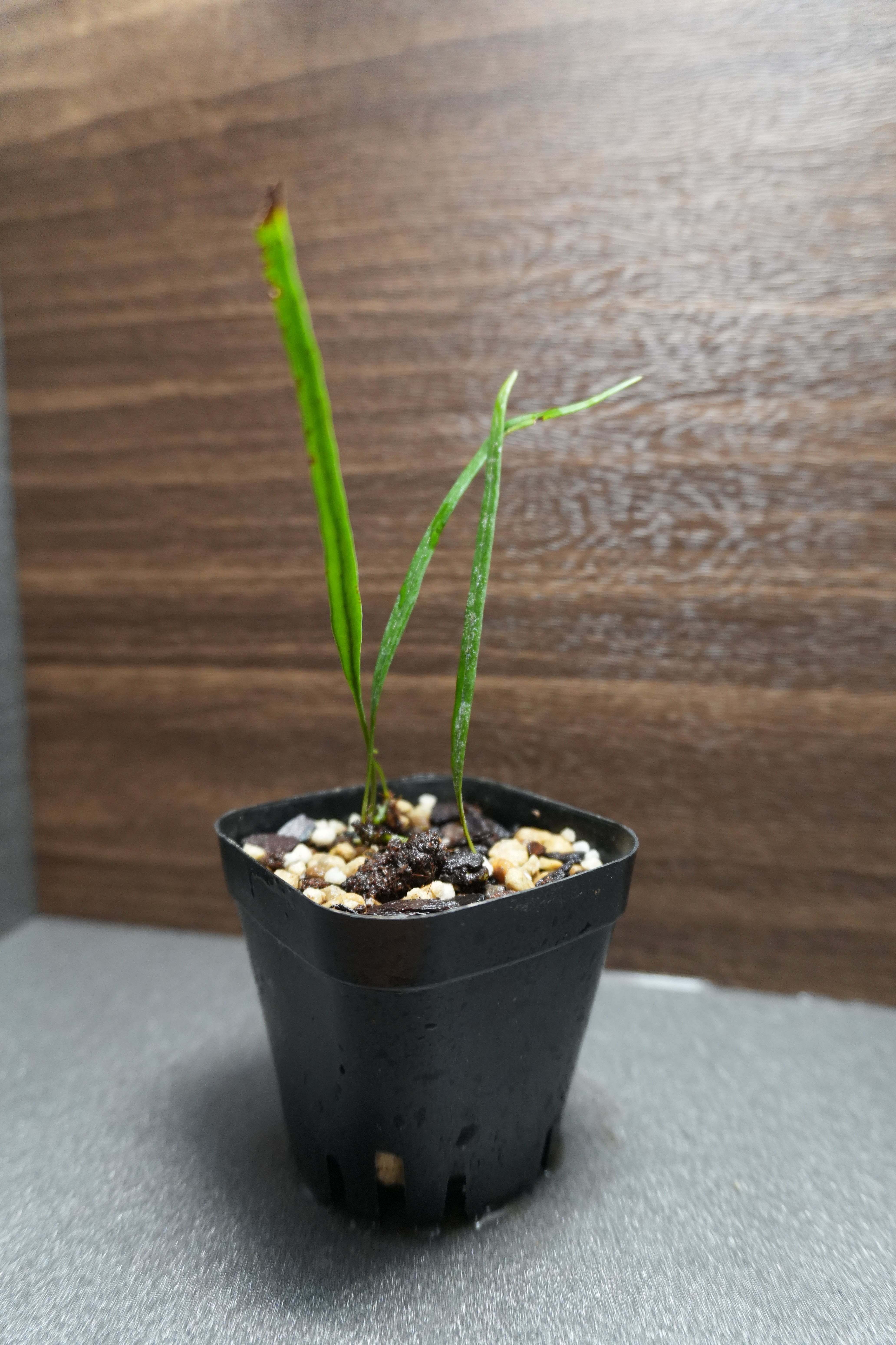 SCALE_VIVARIUM | 蝉ノナキガラ