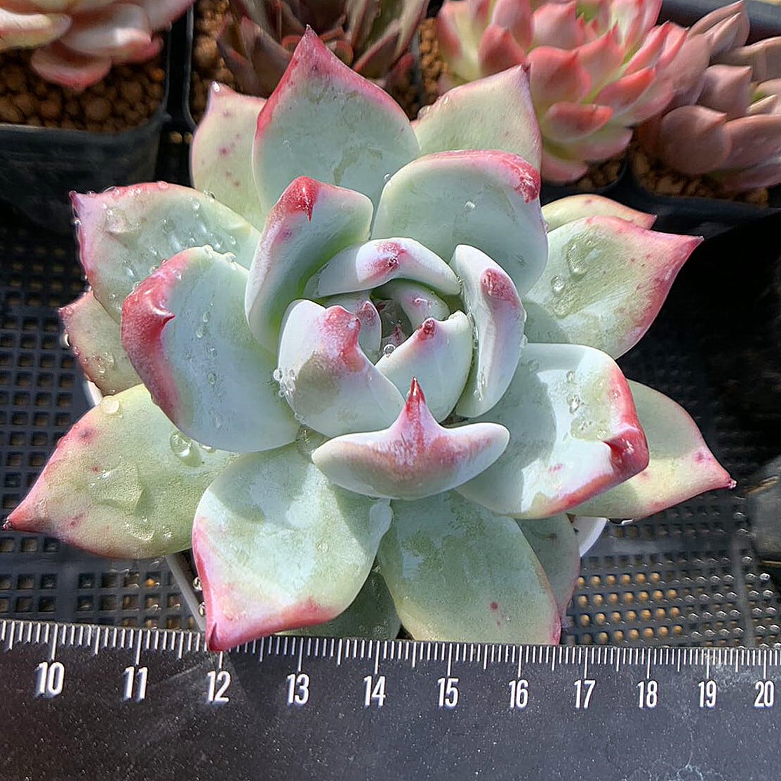 48#多肉植物アエオニウム錦❤️童言❤️ガーネット中斑錦 ❤️15頭14cm拔き苗 48#多肉植物アエオニウム錦❤️童言❤️ガーネット中斑錦 ❤️15頭14cm