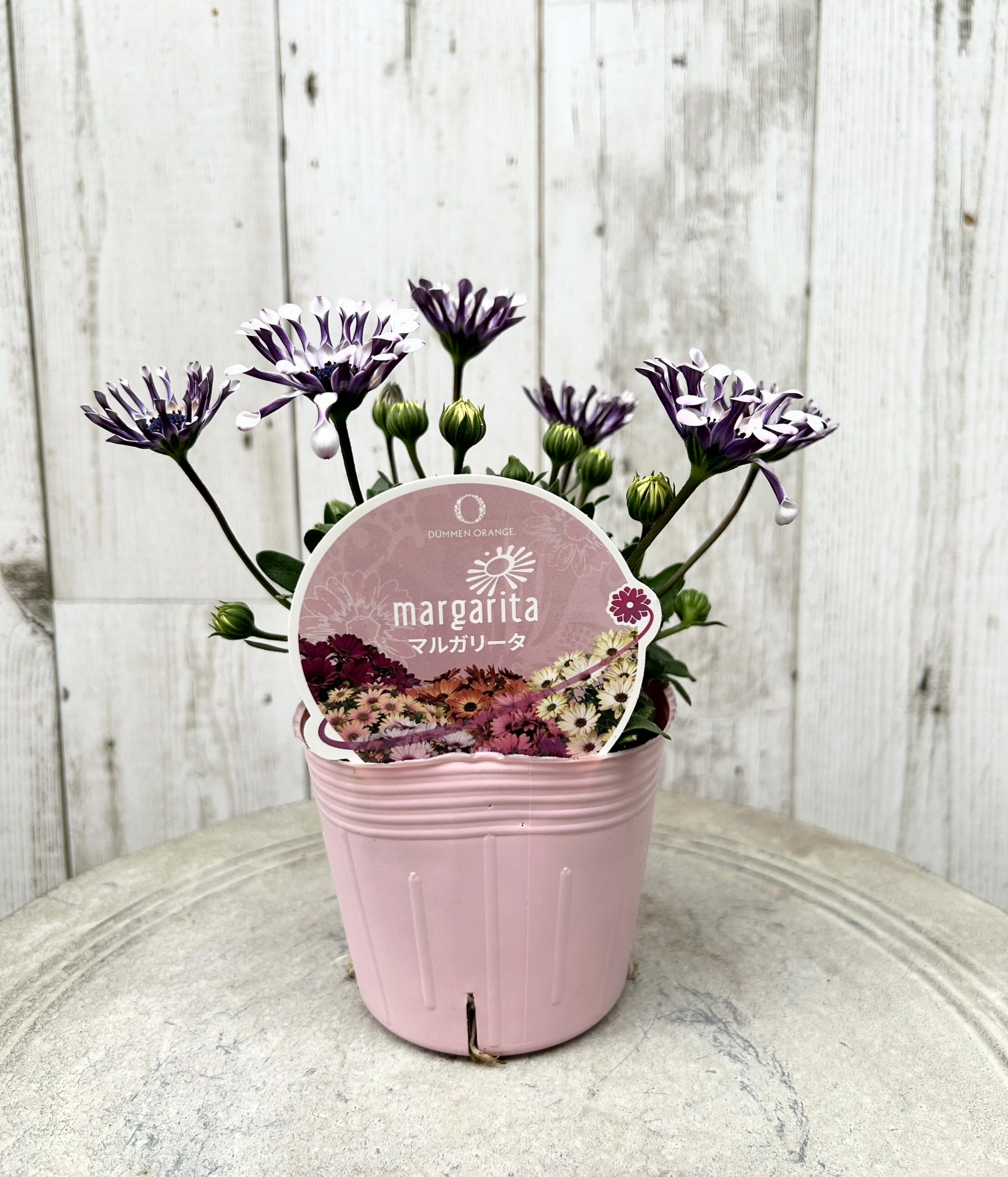 植物】 | フラワーガーデン泉 オンラインショップ