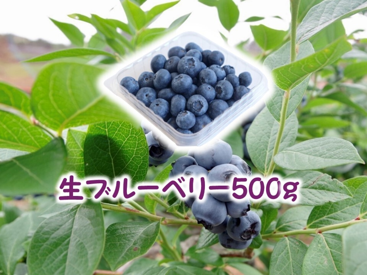 【先行予約】生果実ブルーベリー 500g(フリーザーパック250g×2個)